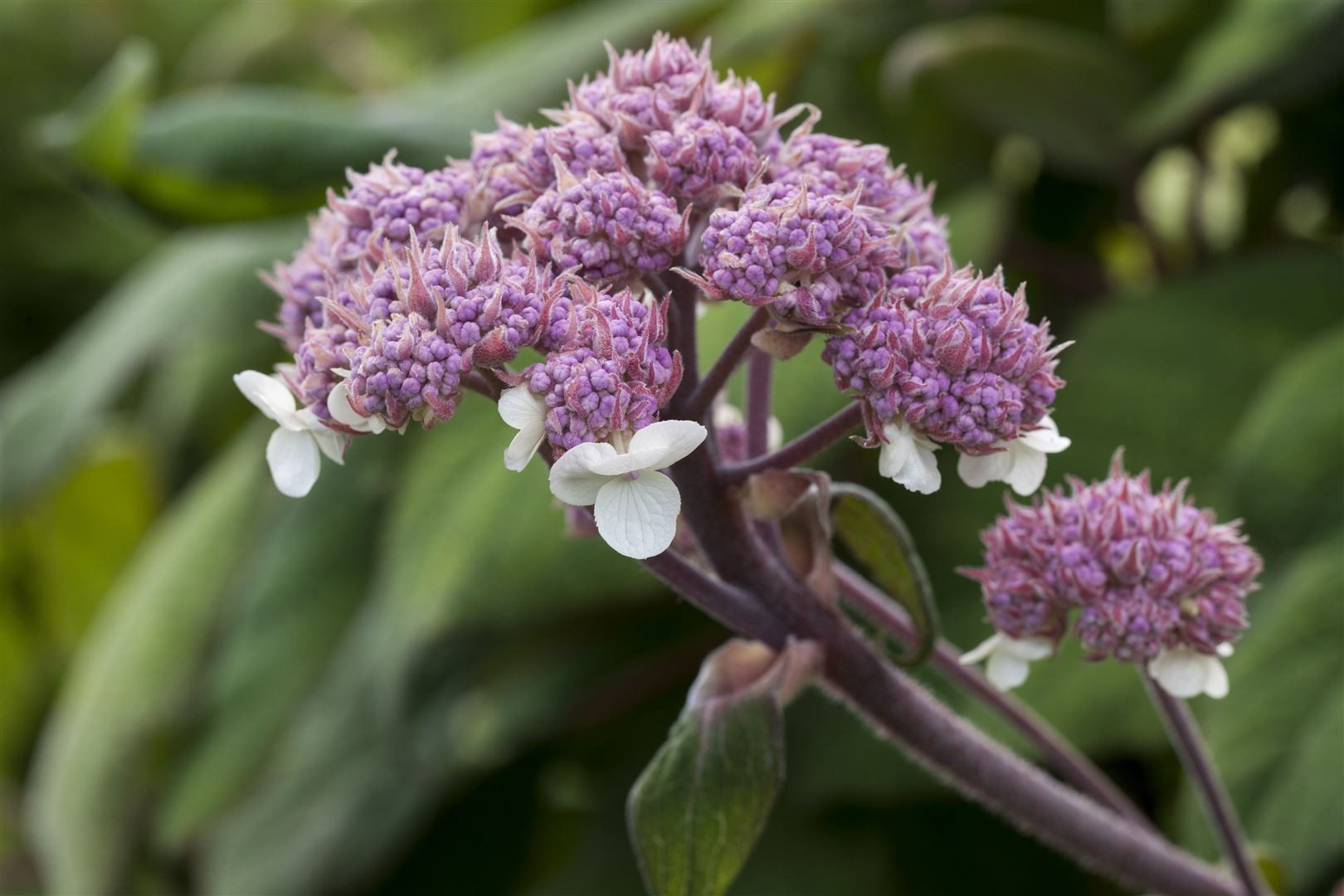 Pflanzen für Dich Gehölze Hydrangea aspera 'Macrophylla', 1 St., Raue Hortensie, Samthortensie – Bild 5 von 5