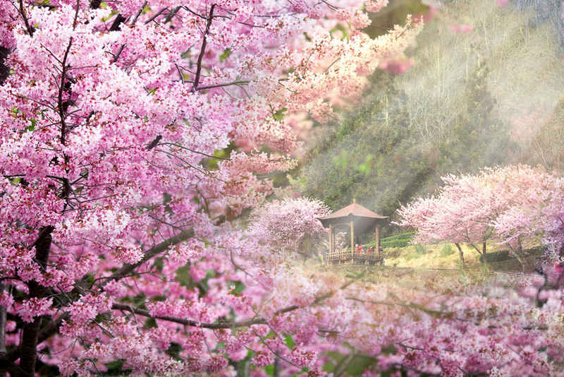 Papermoon Fototapete VLIES-Tapete Kirschblüten Rosa natur Holz Pavillion Grün Baum, 3D Effekt, restlos trocken abziehbar, (komplett Set inkl. Tapetenkleister, 4105), Wandtapete Bild Dekoration Wand-Dekor Motiv Tapete Poster