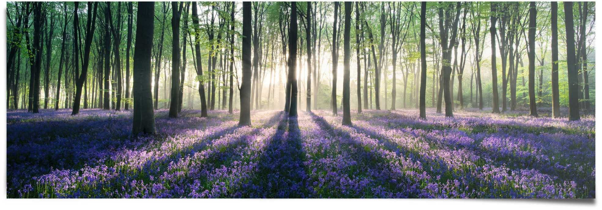 Poster Glockenblumen im Wald