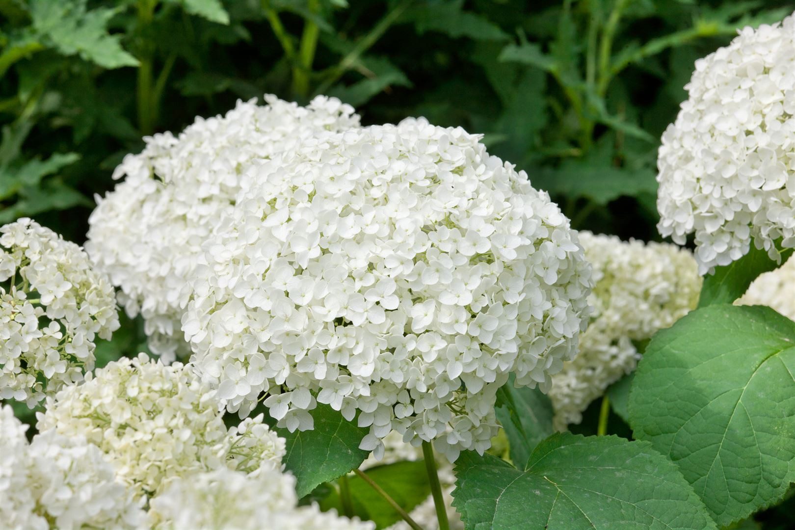 Pflanzen für Dich Gehölze Hydrangea arborescens Grandiflora, 1 St., Waldhortensie, Schneeballhortensie