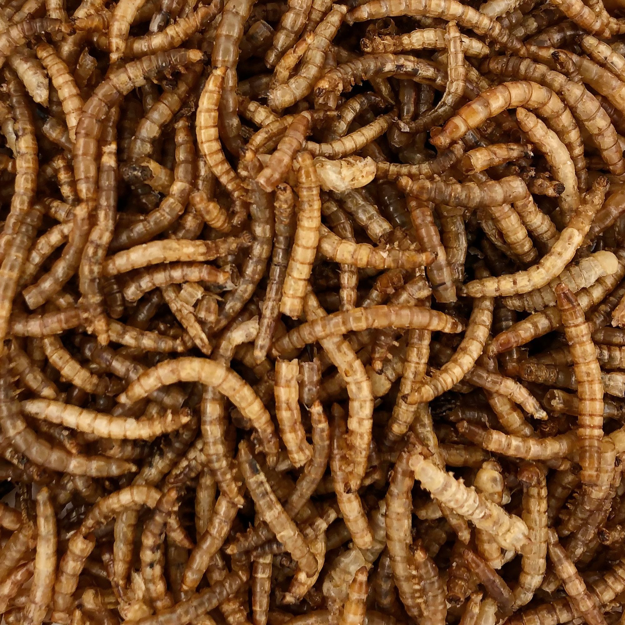 Orni Mehlwürmer getrocknet - Insektenfutter ohne künstliche Zusatzstoffe, Ergänzungsfutter für: Nutz-/ Wildtier