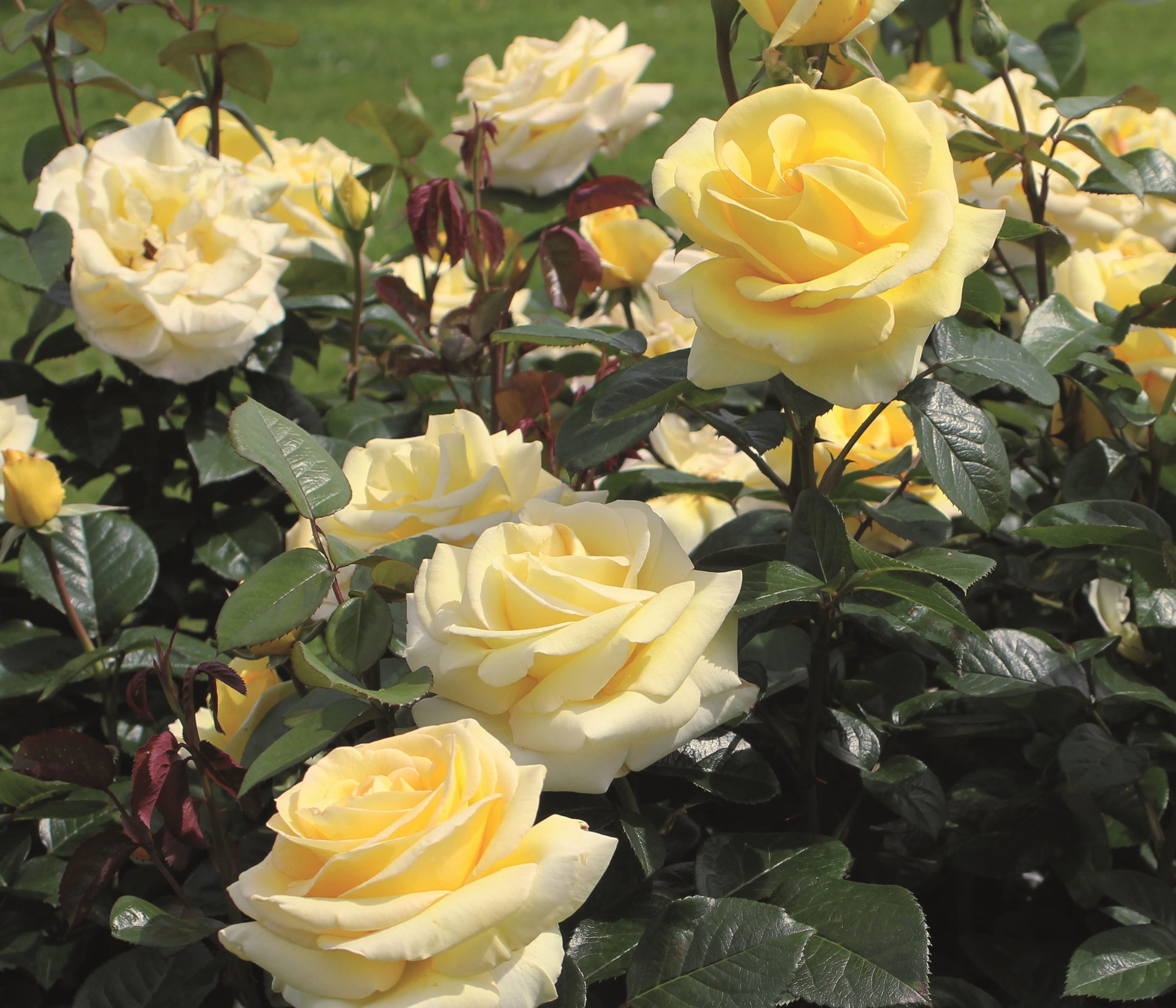 Dehner Rose Edelrose Avec Amour®, gelbe Blüten, 15-30 cm, intensiv duftend, 4 l Topf, Züchter Tantau