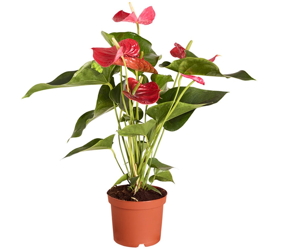Dehner Zimmerpflanze Große Flamingoblume - Anthurie, rot-farbene Blüten, pflegeleichte Blühpflanze mit herzförmigen Blättern