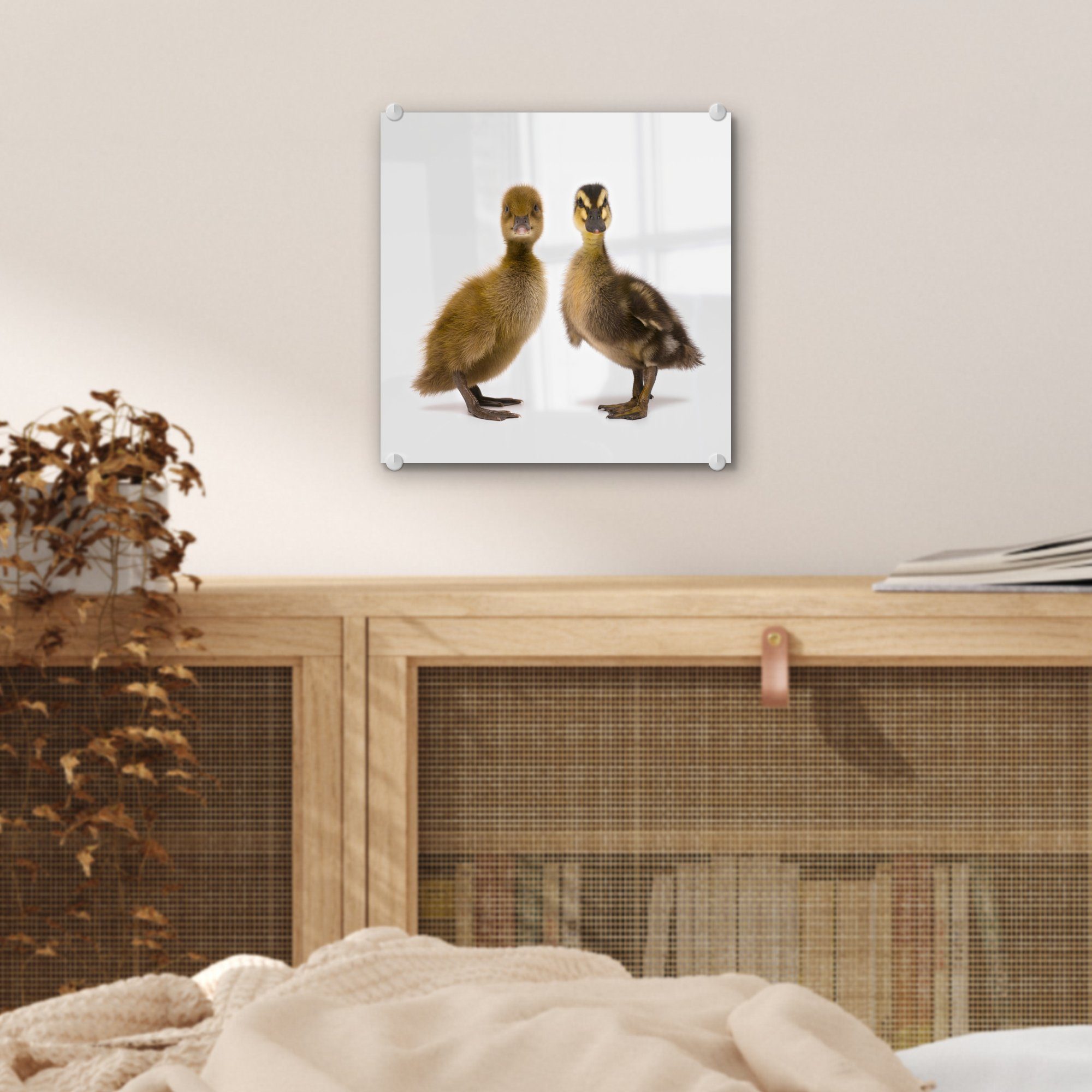 Acrylglasbild St), Wanddekoration Wandbild - MuchoWow auf Glasbilder Glas in Foto auf schauen Kamera, - die - Bilder Baby-Enten Zwei Glas (1