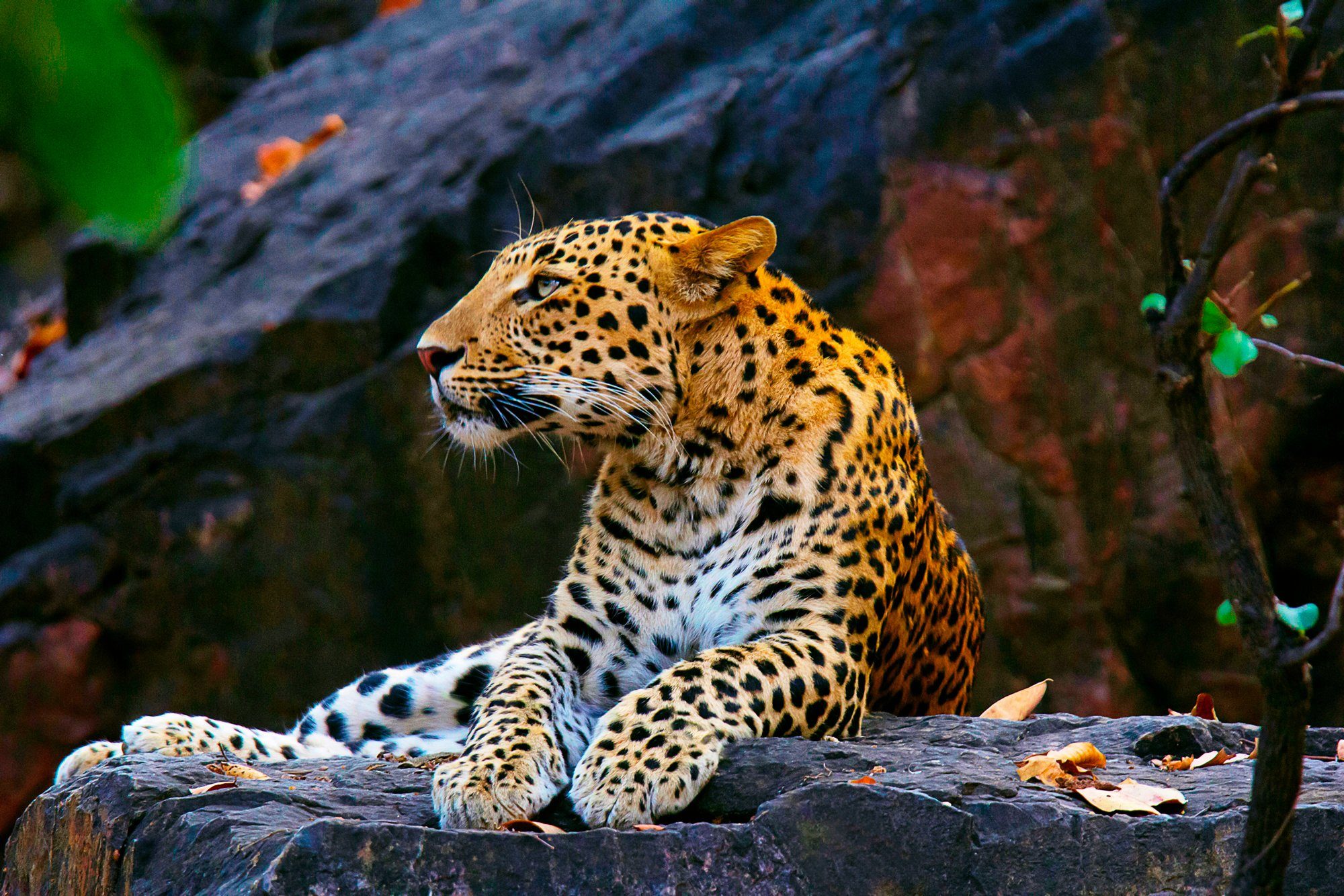 Fototapete LEOPARD