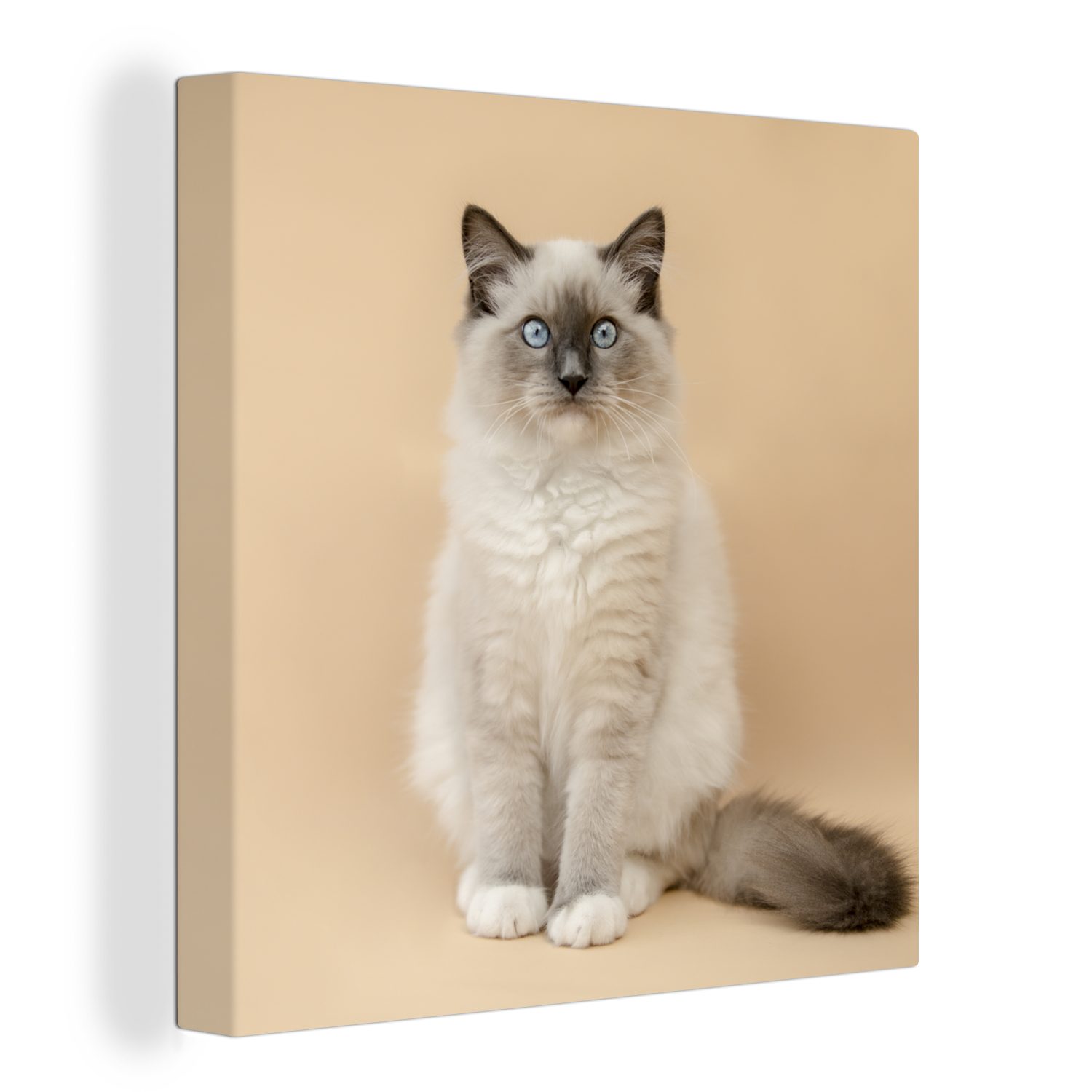 OneMillionCanvasses® Leinwandbild Katze - Siamese - Porträt - Mädchen - Kinder - Jungen - Kinder, (1 St), Leinwand Bilder für Wohnzimmer Schlafzimmer bunt