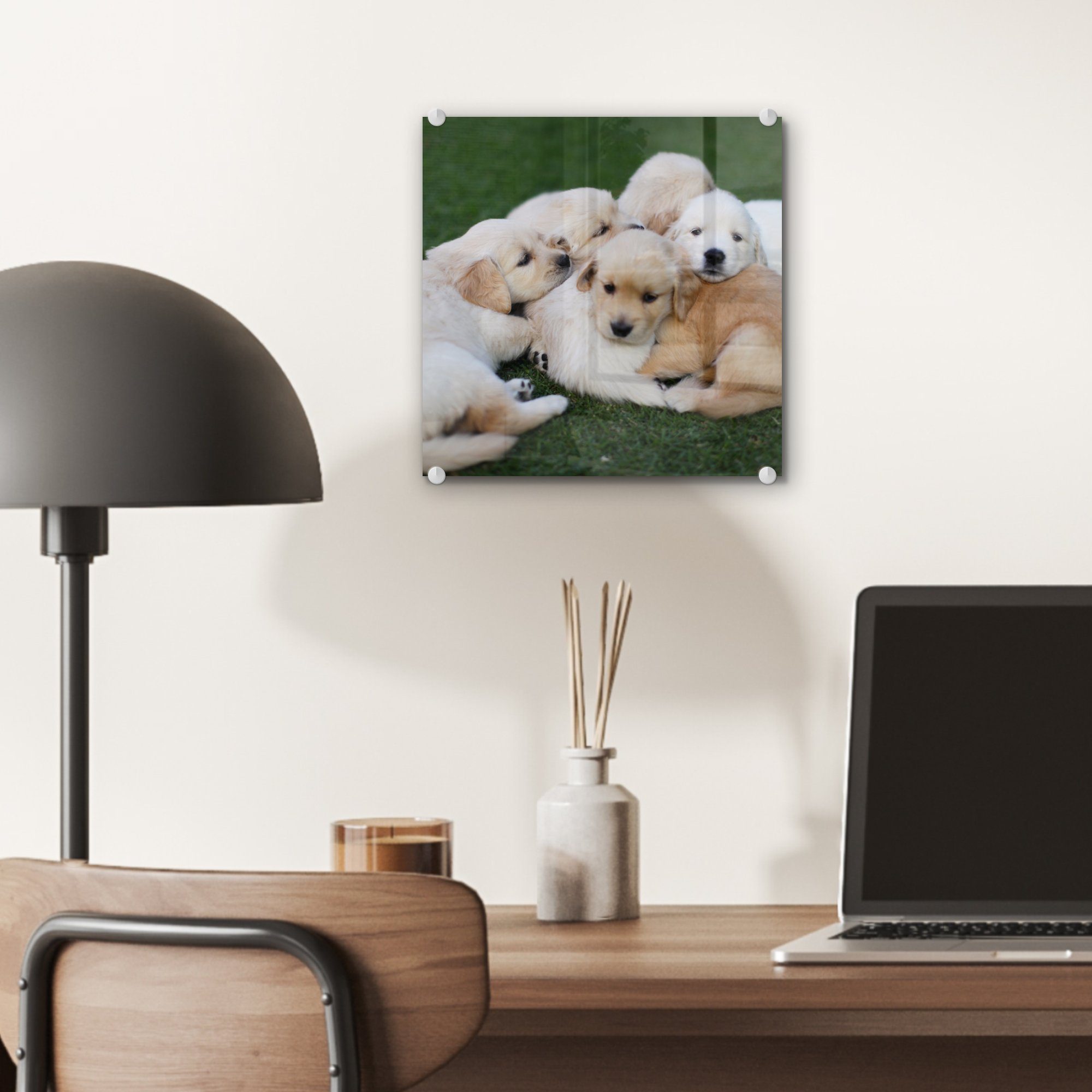 Wandbild Bilder St), Glas Acrylglasbild Tiere - MuchoWow - Wanddekoration Hunde, - Welpen auf Glas Foto - Glasbilder - (1 auf