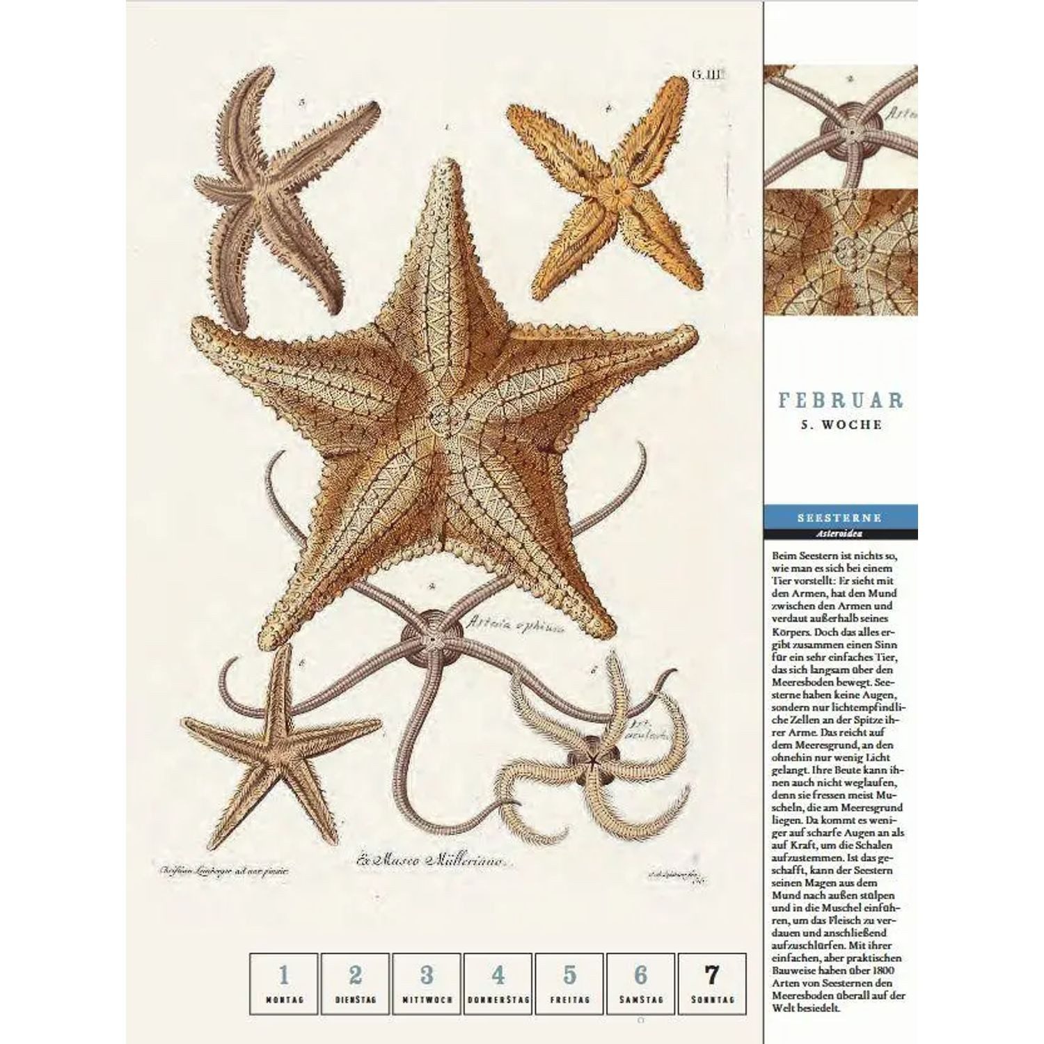Thorbecke Verlag Wandkalender Thorbeckes Küste-und-Meer-Kalender 2027