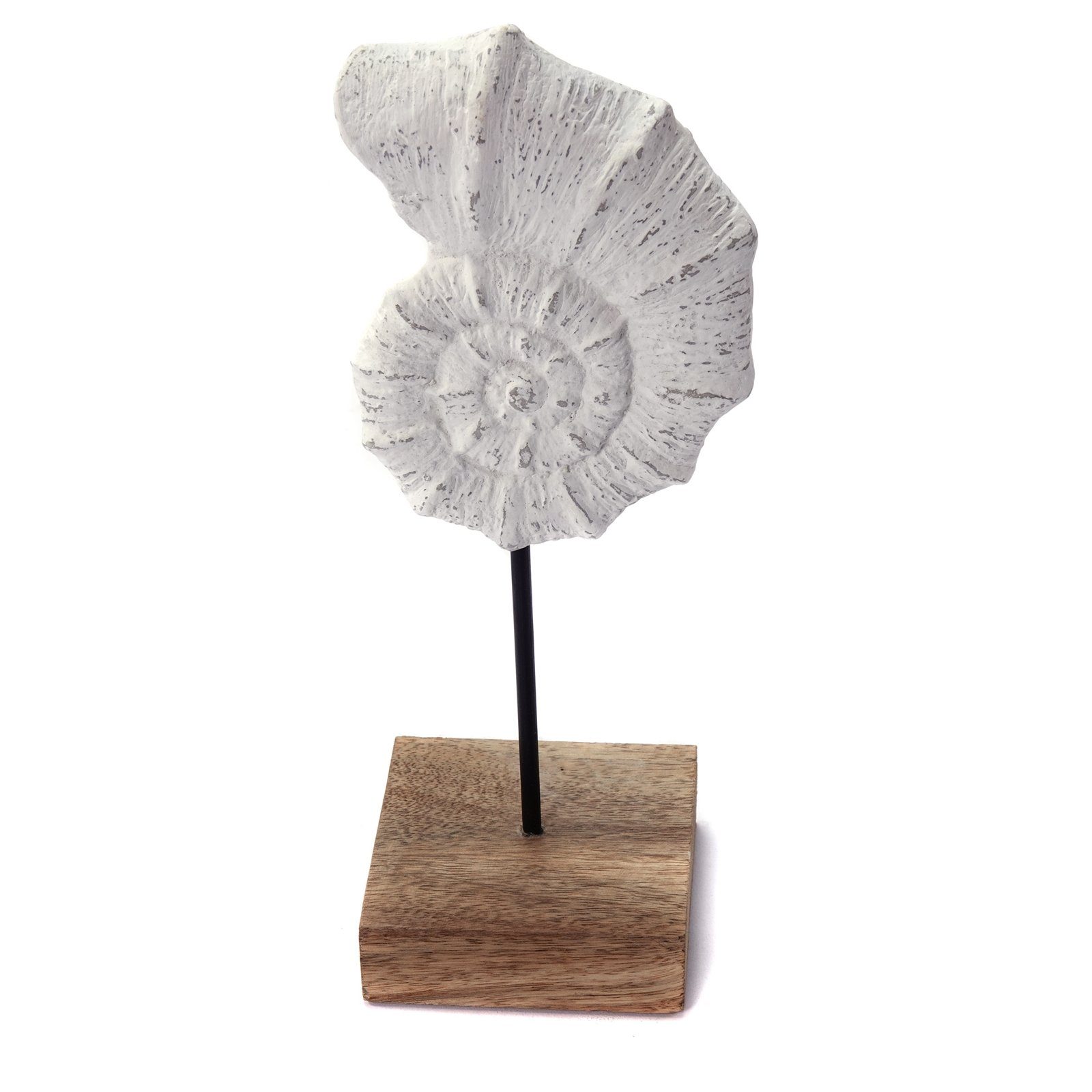 CREEDWOOD Skulptur MUSCHEL SKULPTUR "SHELL 31", günstig online kaufen