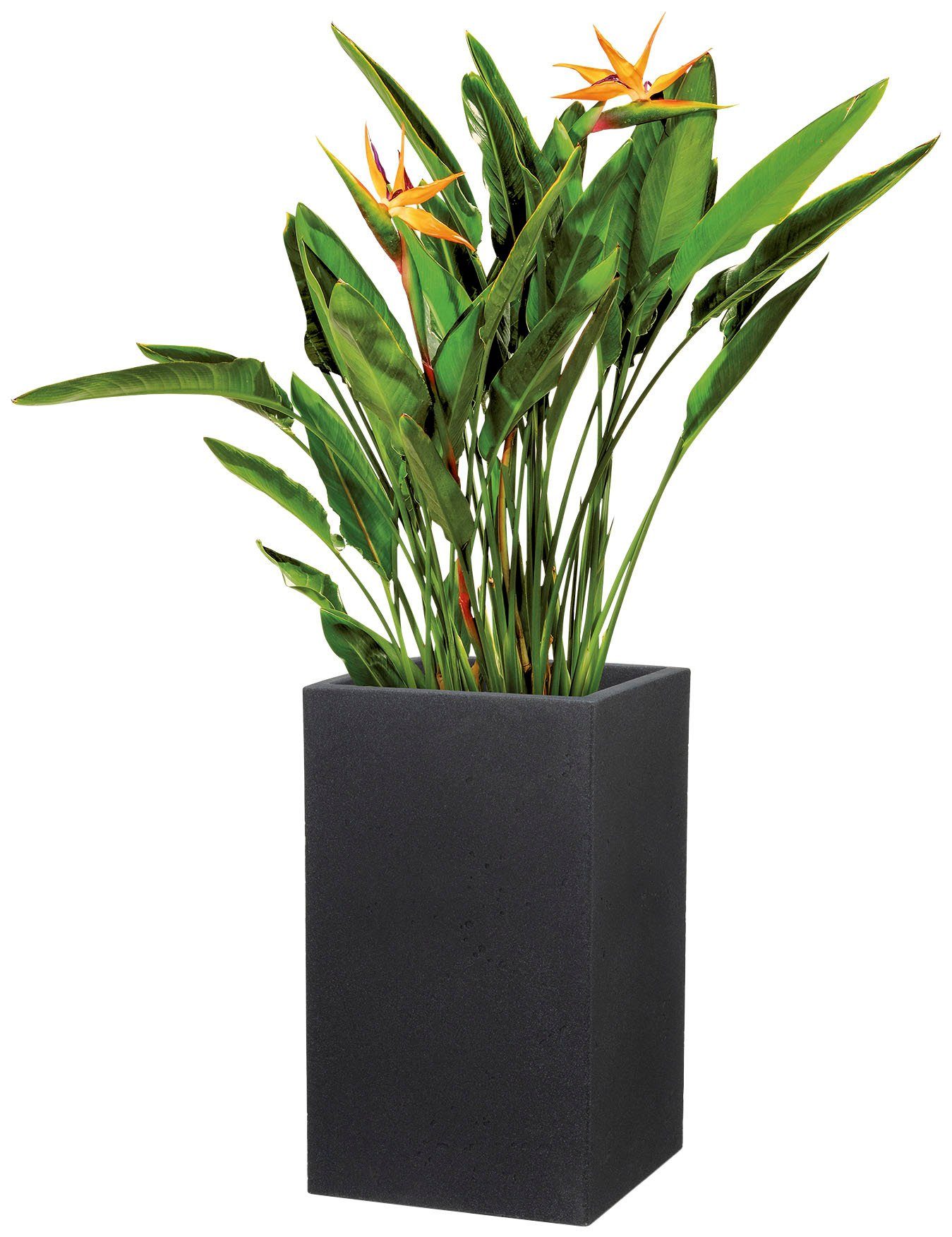 Scheurich Blumentopf 70/240 C-CUBE HIGH günstig online kaufen