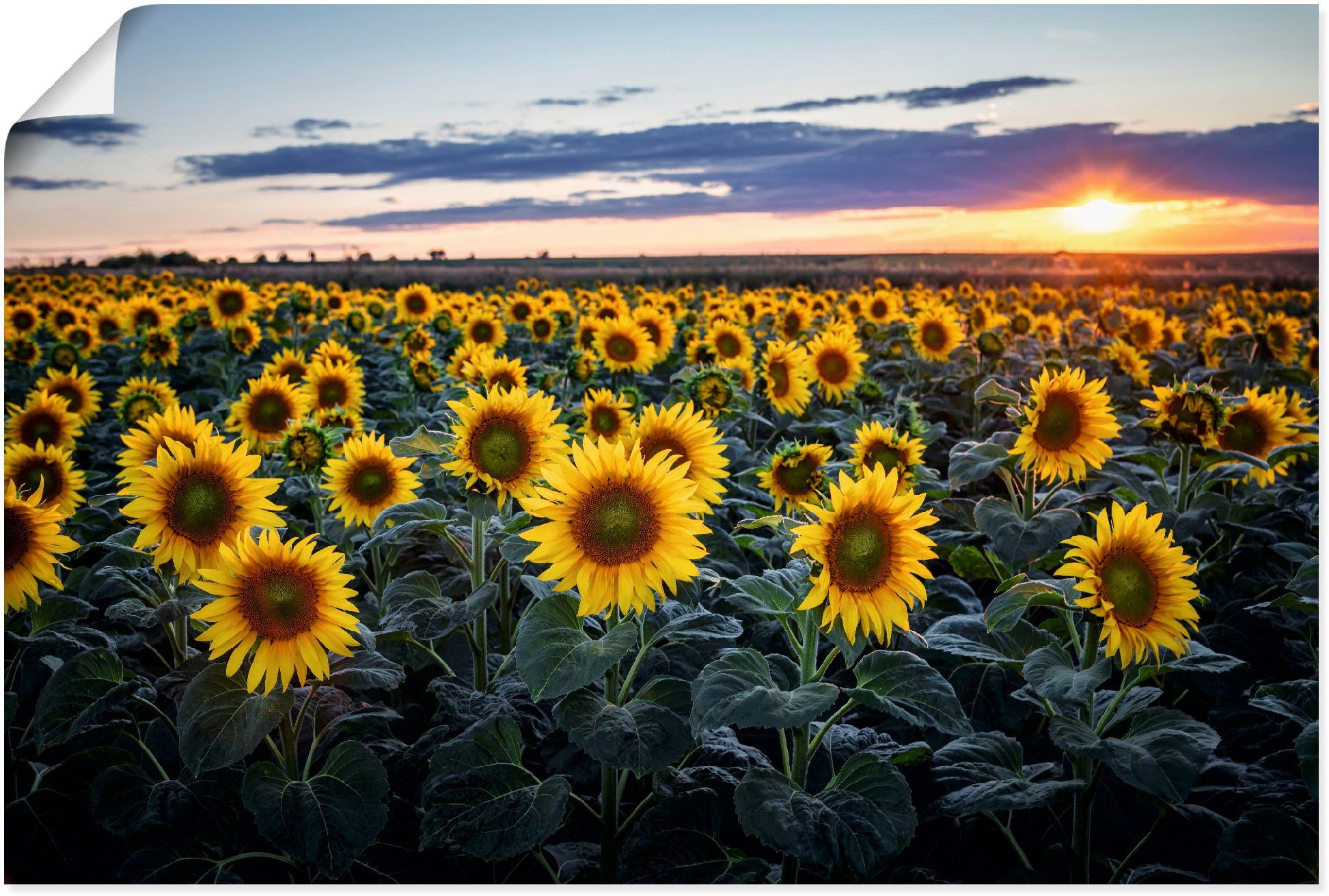 Artland Wandbild Sonne Wandaufkleber als Leinwandbild, Sonnenblumenfeld, versch. oder in Alubild, im Größen St), Hintergrund, Poster Blumenwiese (1