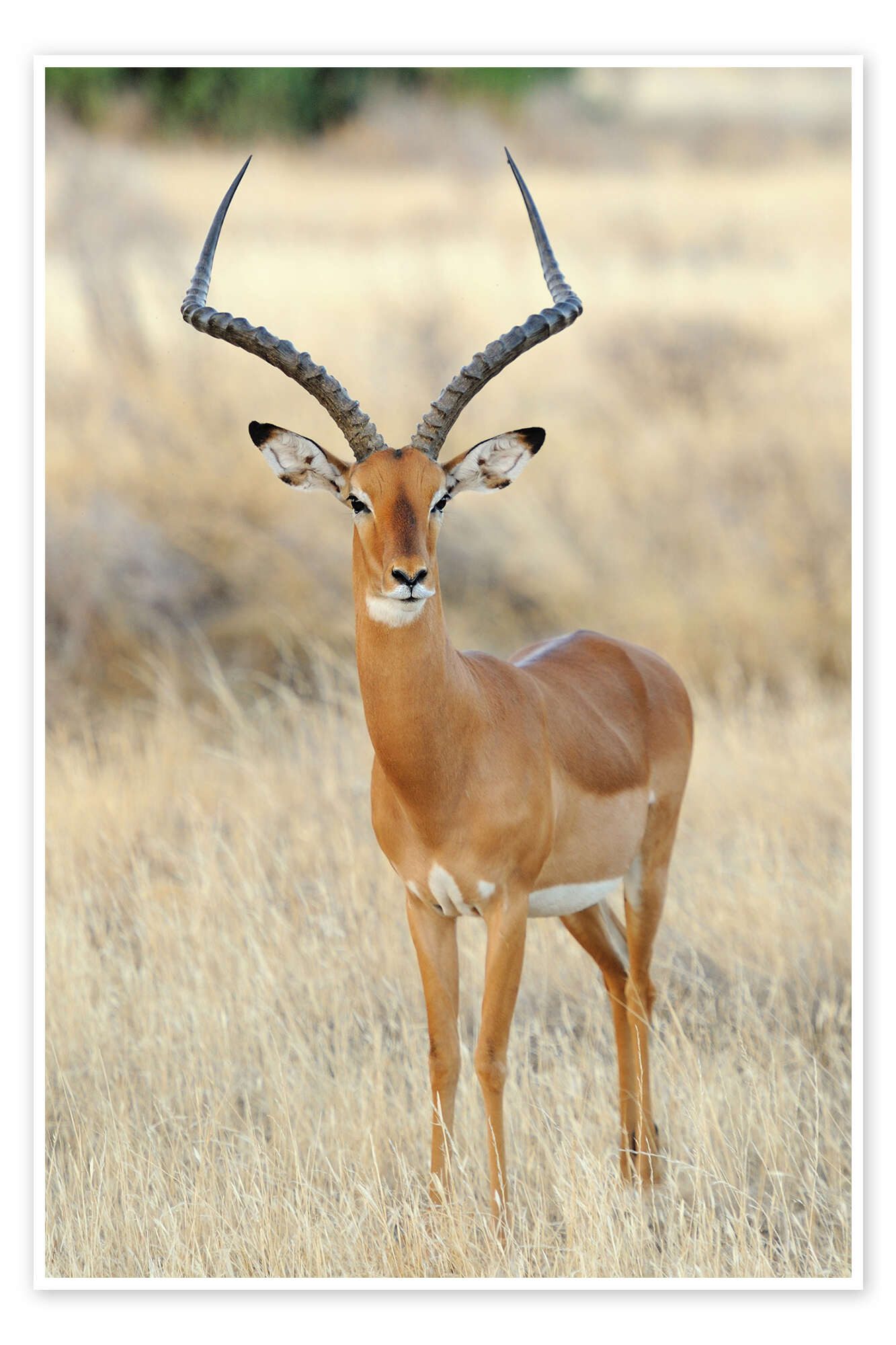 Posterlounge Wandbild Impala Antilope, Animal Portrait Photography, erhältlich als Poster, Leinwandbild, Wandsticker oder Acrylglasbild