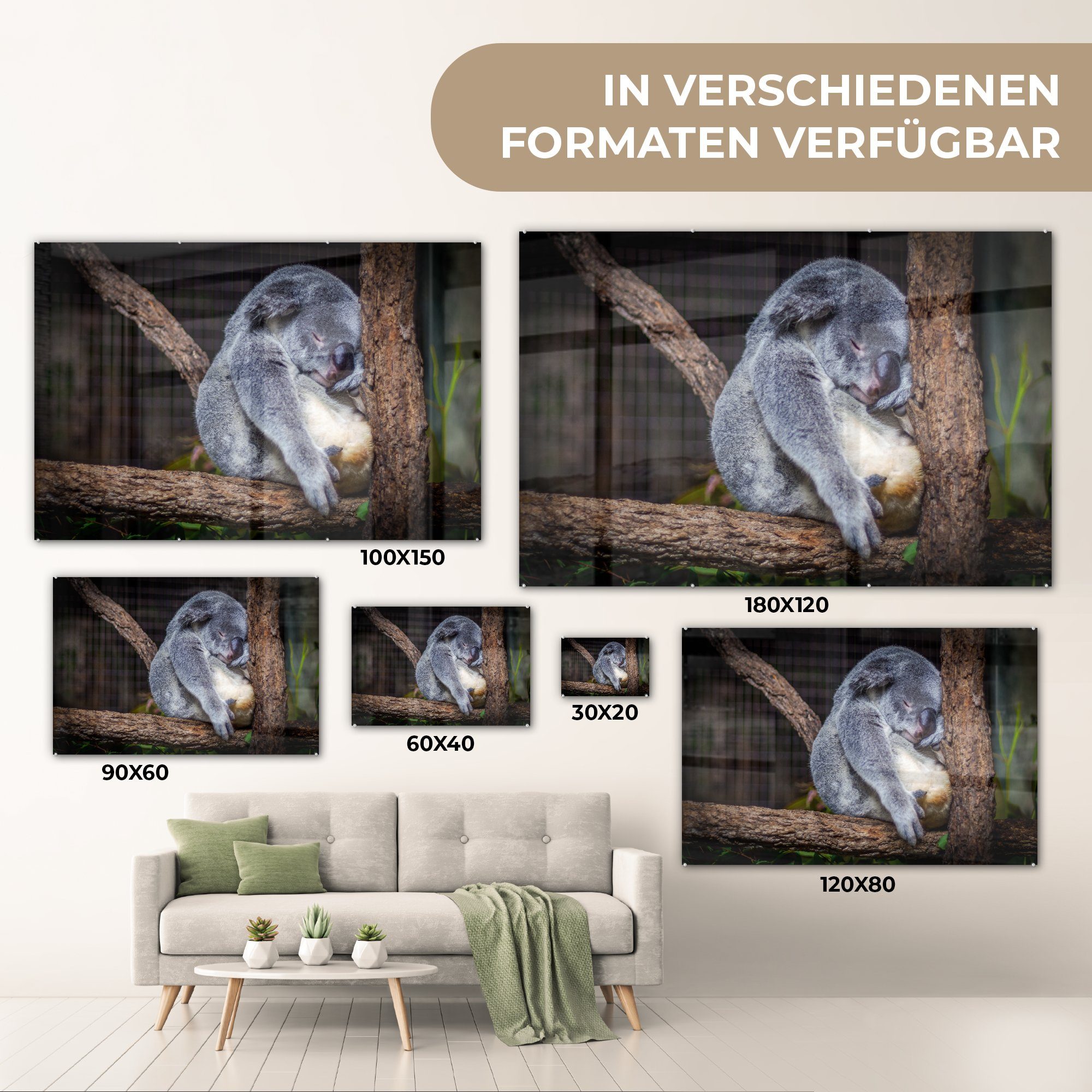 St), - Acrylglasbild Australien & Acrylglasbilder - MuchoWow Koala Wohnzimmer (1 Bumm, Schlafzimmer