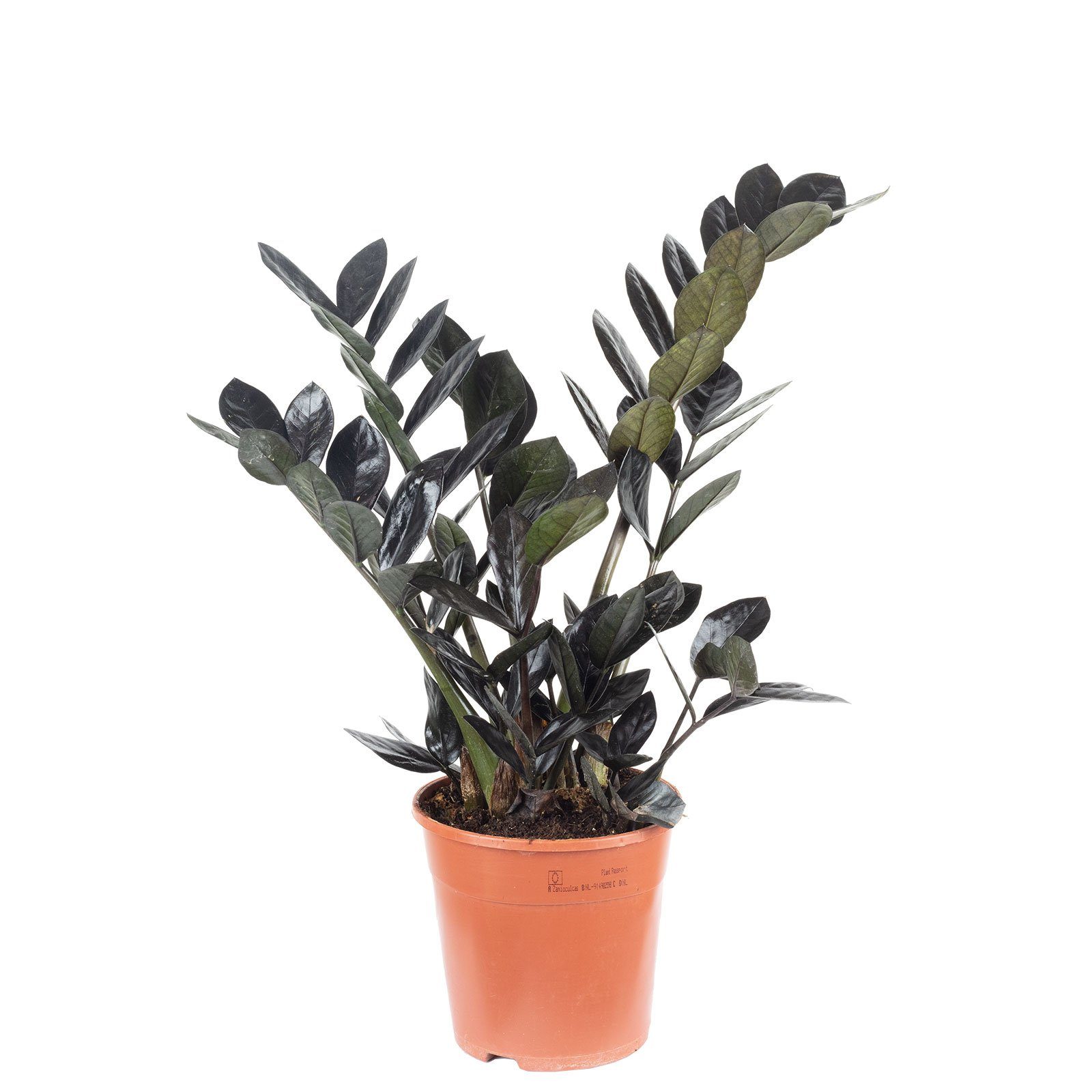 Flowerbox Blumentopf »bepflanzt mit Zimmerpflanze Glücksfeder "Raven" 4+ -  schwarze Zamioculcas zamiifolia - Höhe ca. 35 cm, Topf-Ø 14 cm«