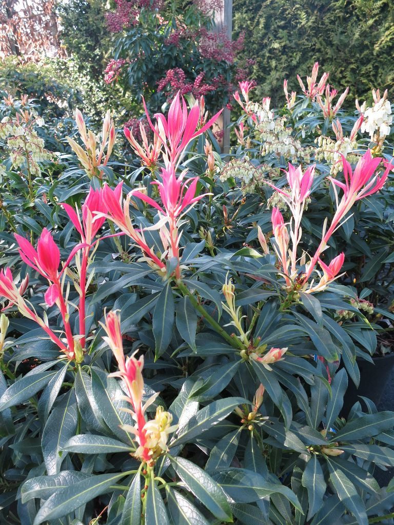 Garten von Ehren Zierstrauch Pieris japonica Forest Flame Containerware 40-50 cm hoch