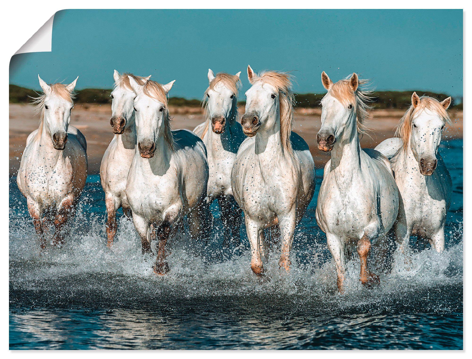 Artland Wandbild Camargue Pferde galoppieren am Strand, Haustiere (1 St), als Alubild, Leinwandbild, Wandaufkleber oder Poster in versch. Größen