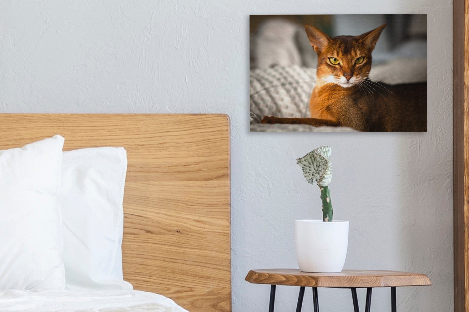 der OneMillionCanvasses® Eine Leinwandbild Leinwandbilder, Sonne, Aufhängefertig, Abessinierkatze cm 30x20 Wandbild liegt in Wanddeko, (1 St),