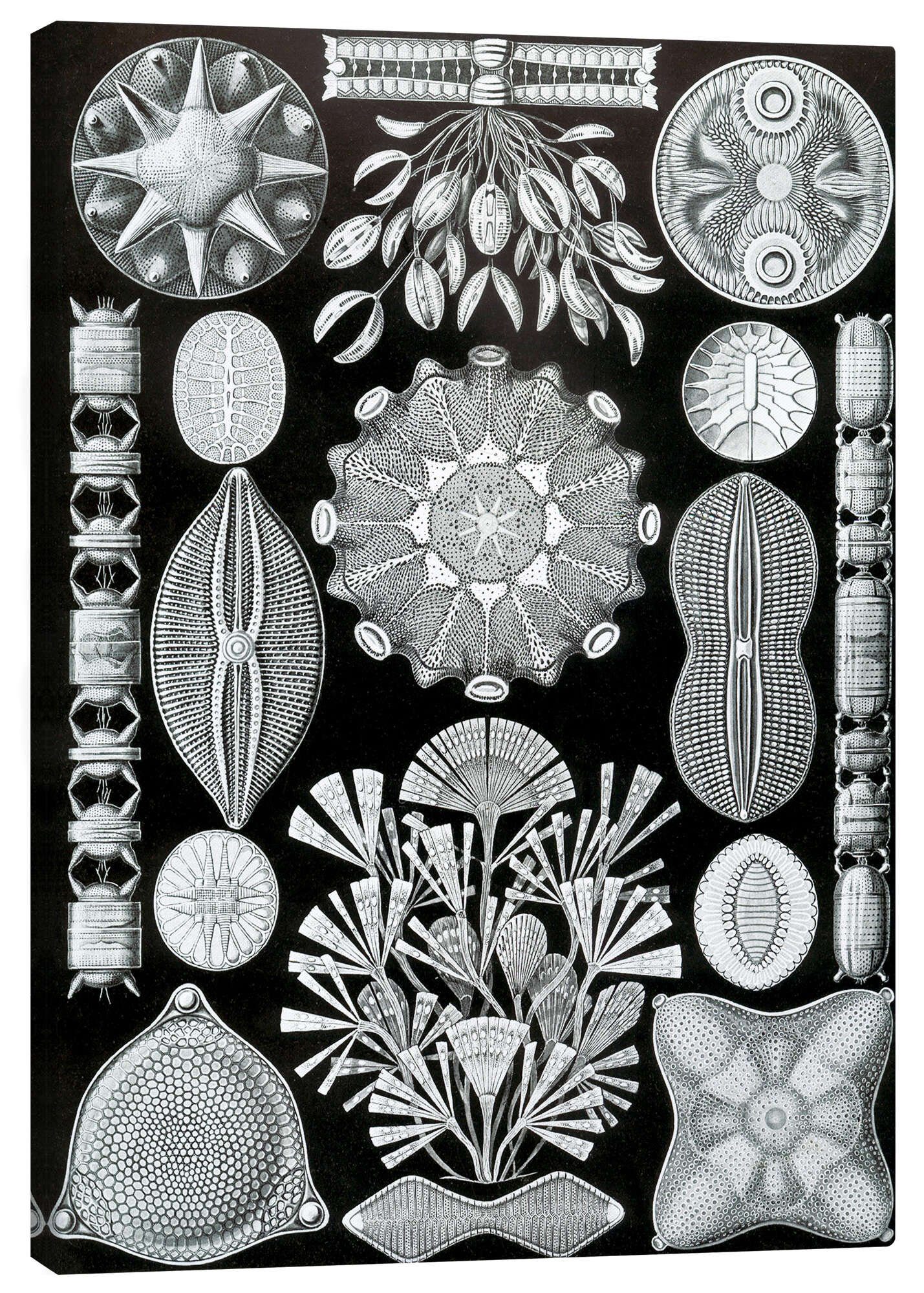 Posterlounge Leinwandbild Ernst Haeckel, Kieselalgen, Diatomea (Kunstformen der Natur, 1899), Malerei