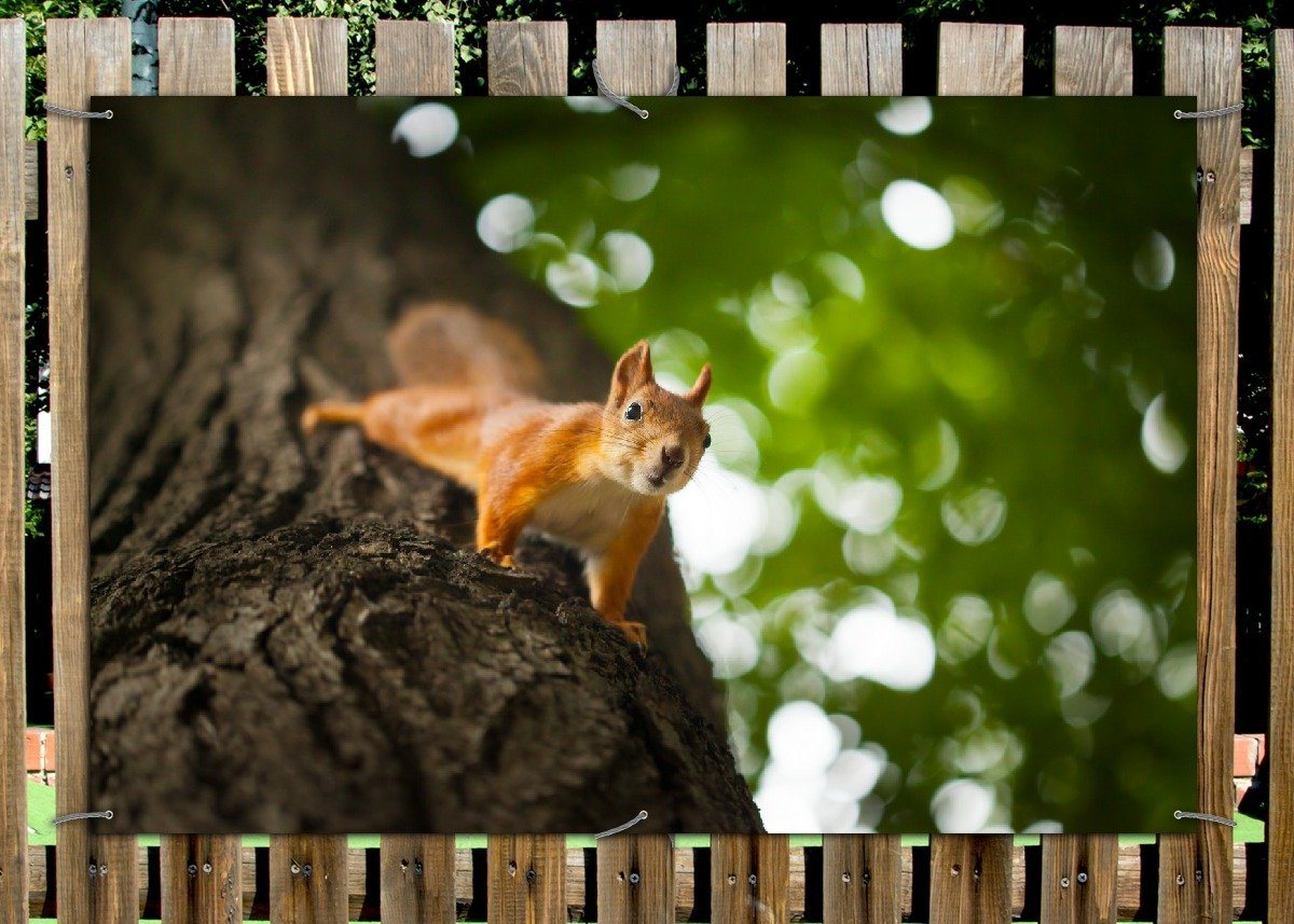 Thumbnail - Wallario Sichtschutzzaunmatten Süßes neugieries Eichhörnchen an einem Baum