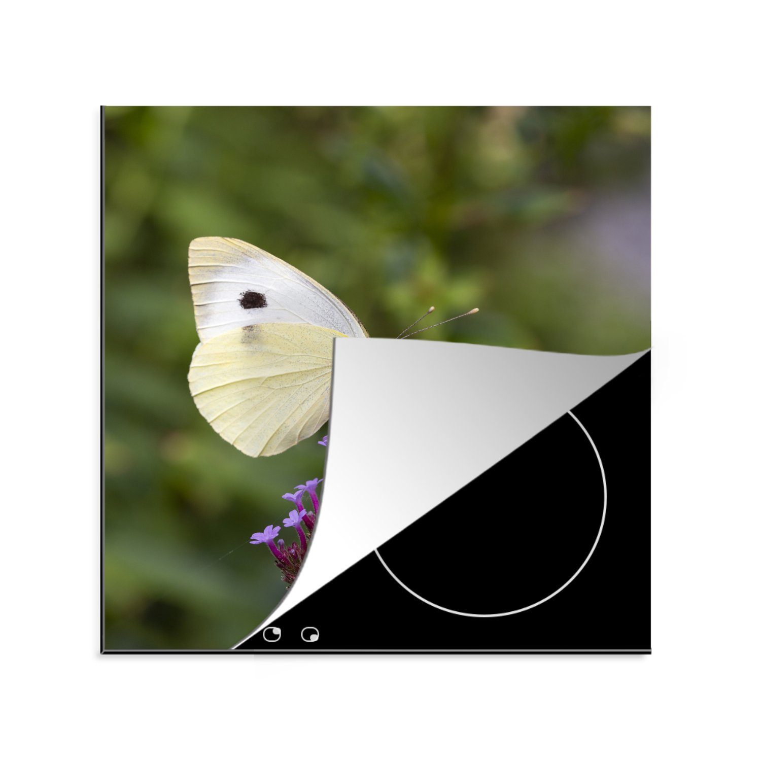 MuchoWow Herdblende-/Abdeckplatte Kohlweißling auf kleinen lila Blüten, Vinyl, (1 tlg), 78x78 cm, Ceranfeldabdeckung, Arbeitsplatte für küche