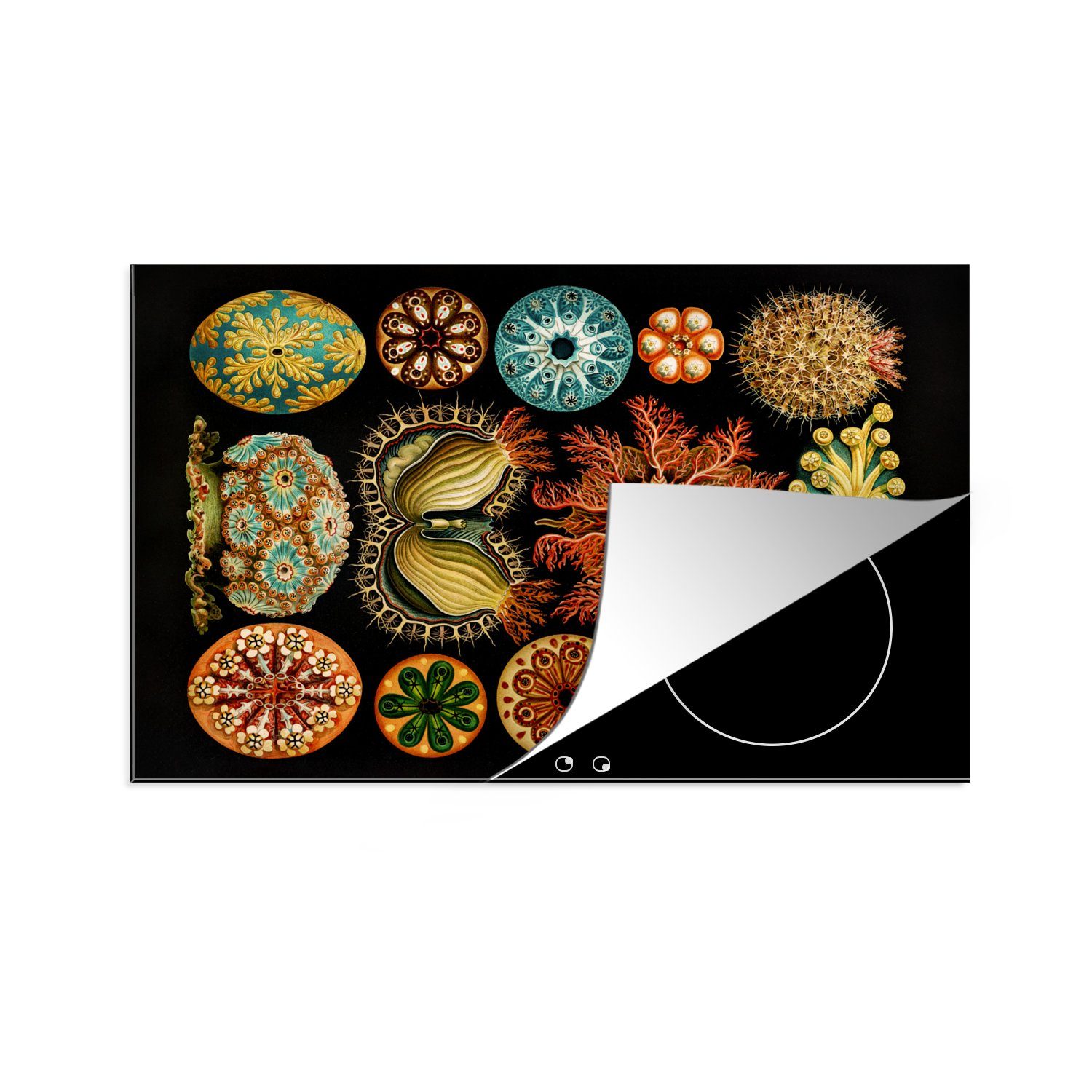 MuchoWow Herdblende-/Abdeckplatte Vintage - Ernst Haeckel - Meerestier - Natur - Meer - Kunst, Vinyl, (1 tlg), 80x52 cm, Induktionskochfeld Schutz für die küche, Ceranfeldabdeckung