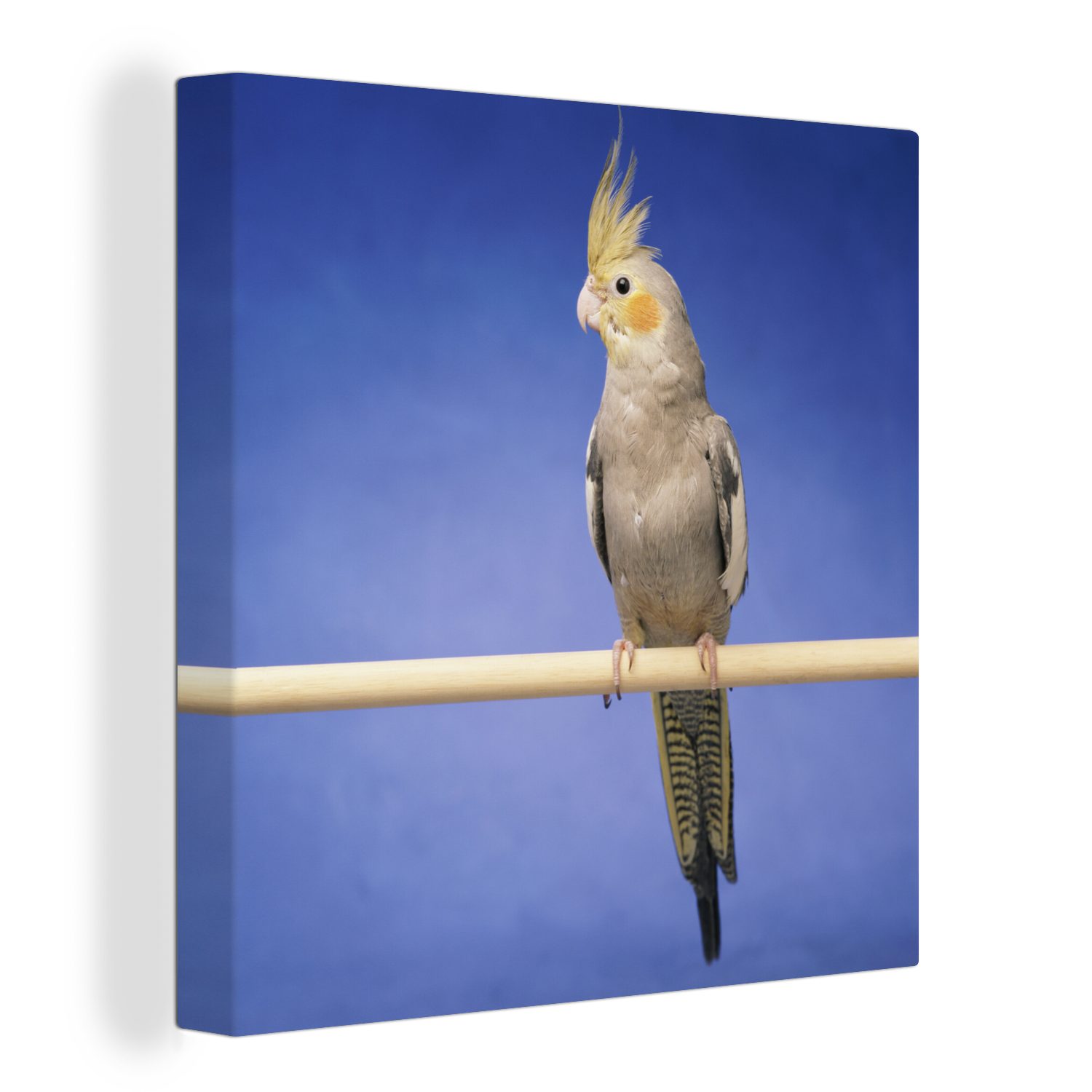 OneMillionCanvasses® Leinwandbild Falken-Sittich auf einem Stock, (1 St), Leinwand Bilder für Wohnzimmer Schlafzimmer