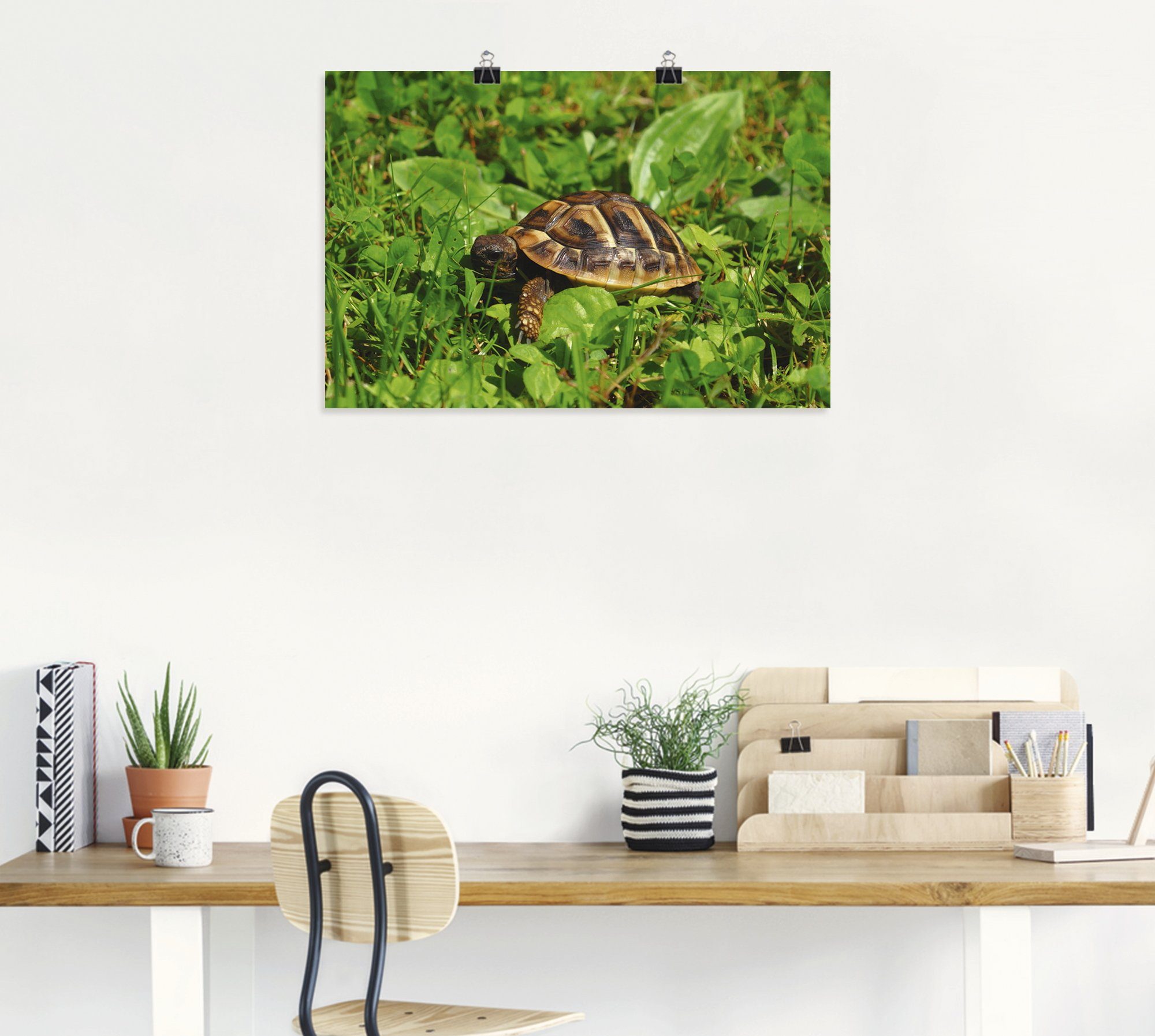 Poster oder St), Reptilien (1 in Artland Landschildkröten Griechische versch. Wandaufkleber Baby, als Alubild, Größen Leinwandbild, Wandbild