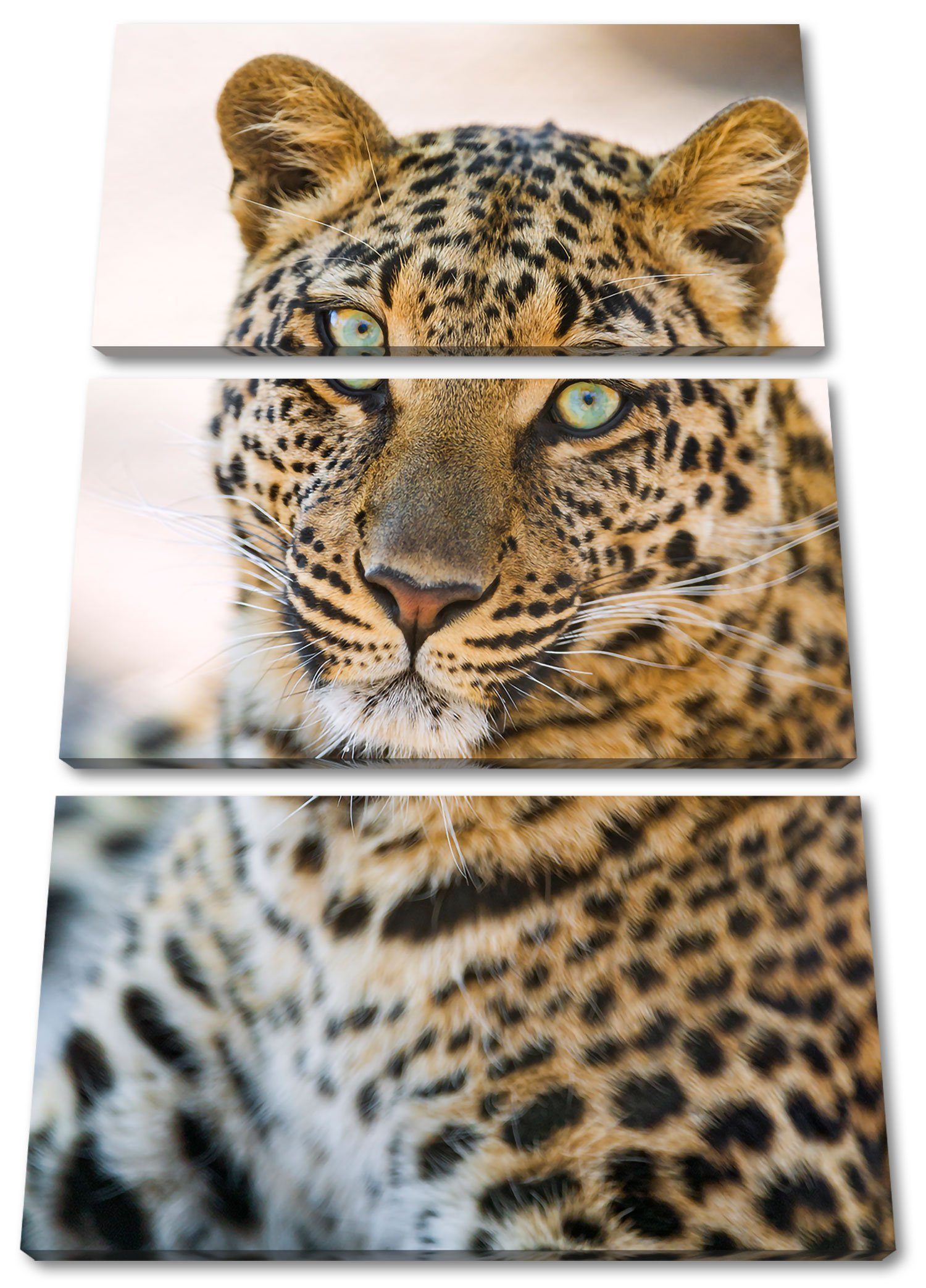 Pixxprint Leinwandbild schöner Leopard, schöner Leopard 3Teiler (120x80cm) (1 St), Leinwandbild fertig bespannt, inkl. Zackenaufhänger | Leinwandbilder