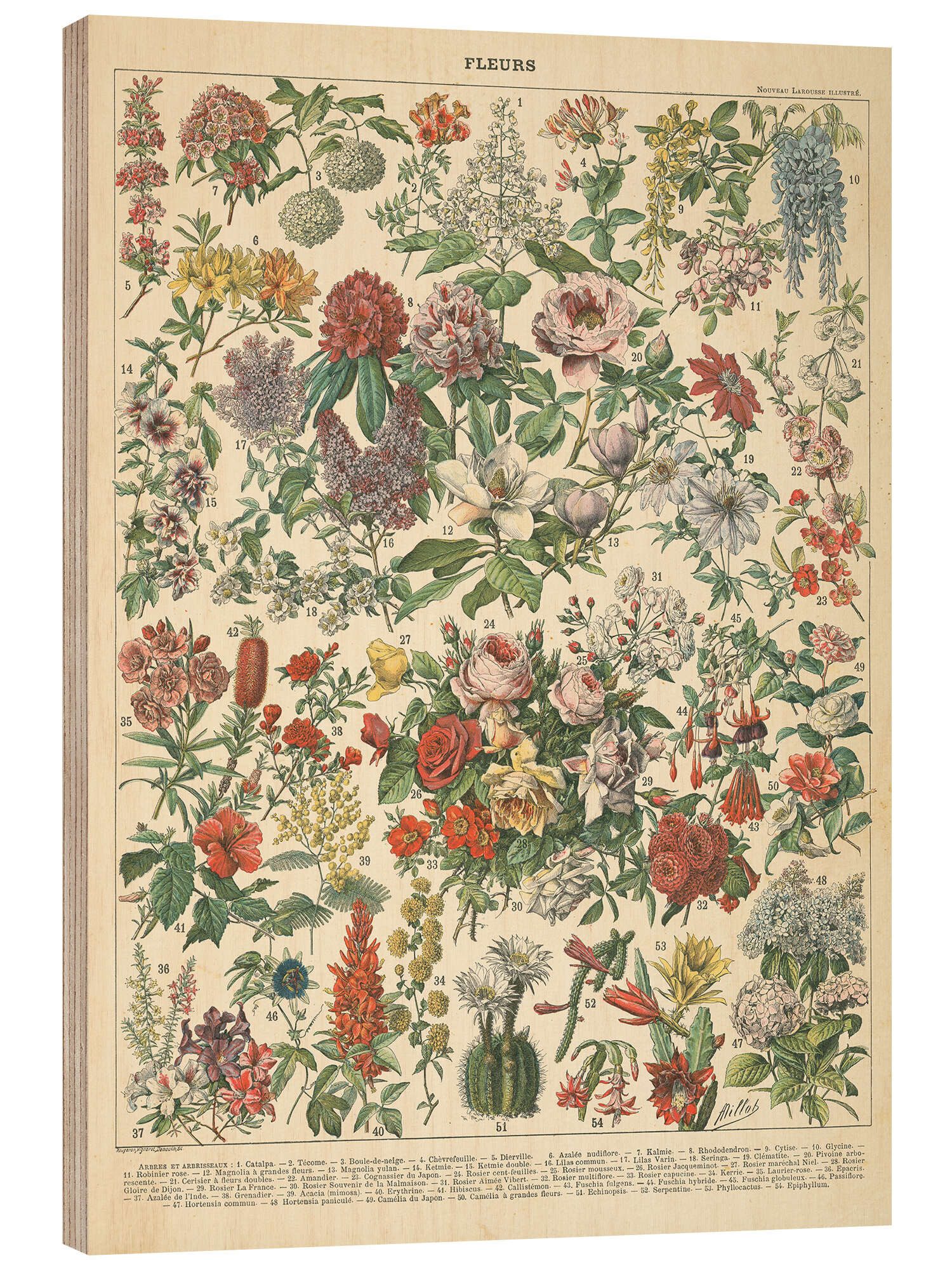 Posterlounge Wandbild Vintage Blumendiagramm, Wild Apple Portfolio, erhältlich als Poster, Leinwandbild, Wandsticker oder Acrylglasbild