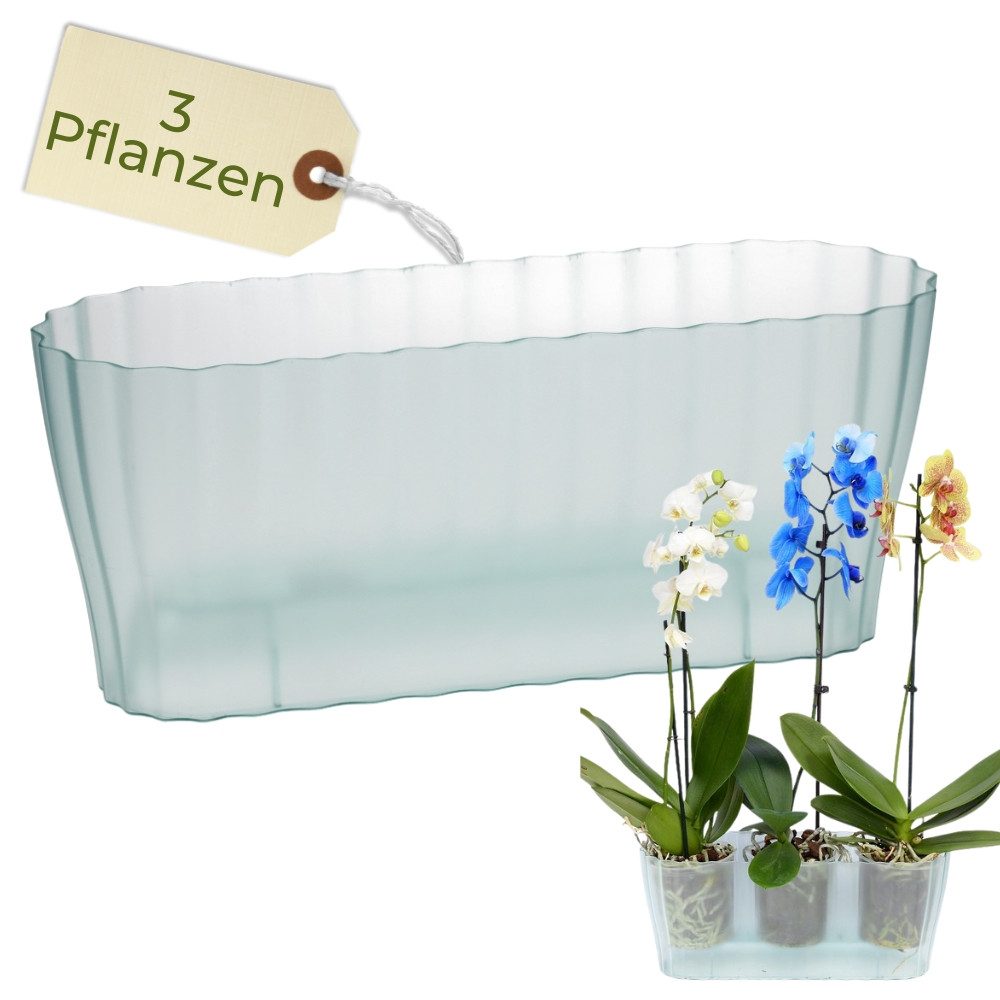 GarPet Blumentopf Orchideentopf Transparent Länglicher Orchideenkasten mit günstig online kaufen