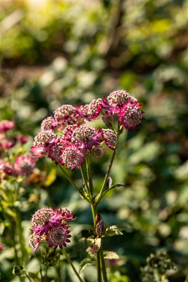 Pflanzen für Dich Staude Astrantia major Rosensinfonie, 1 St., Große Sterndolde