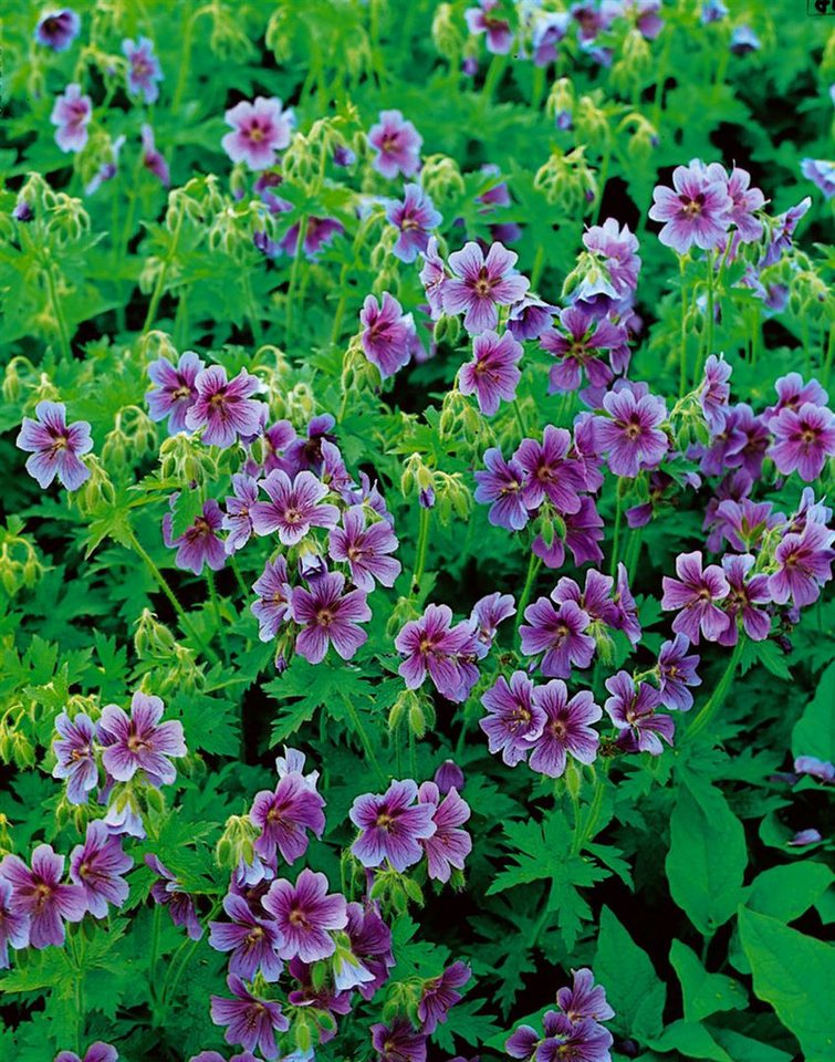 Pflanzen für Dich Staude Geranium himalayense, 1 St., Himalaya-Storchschnabel