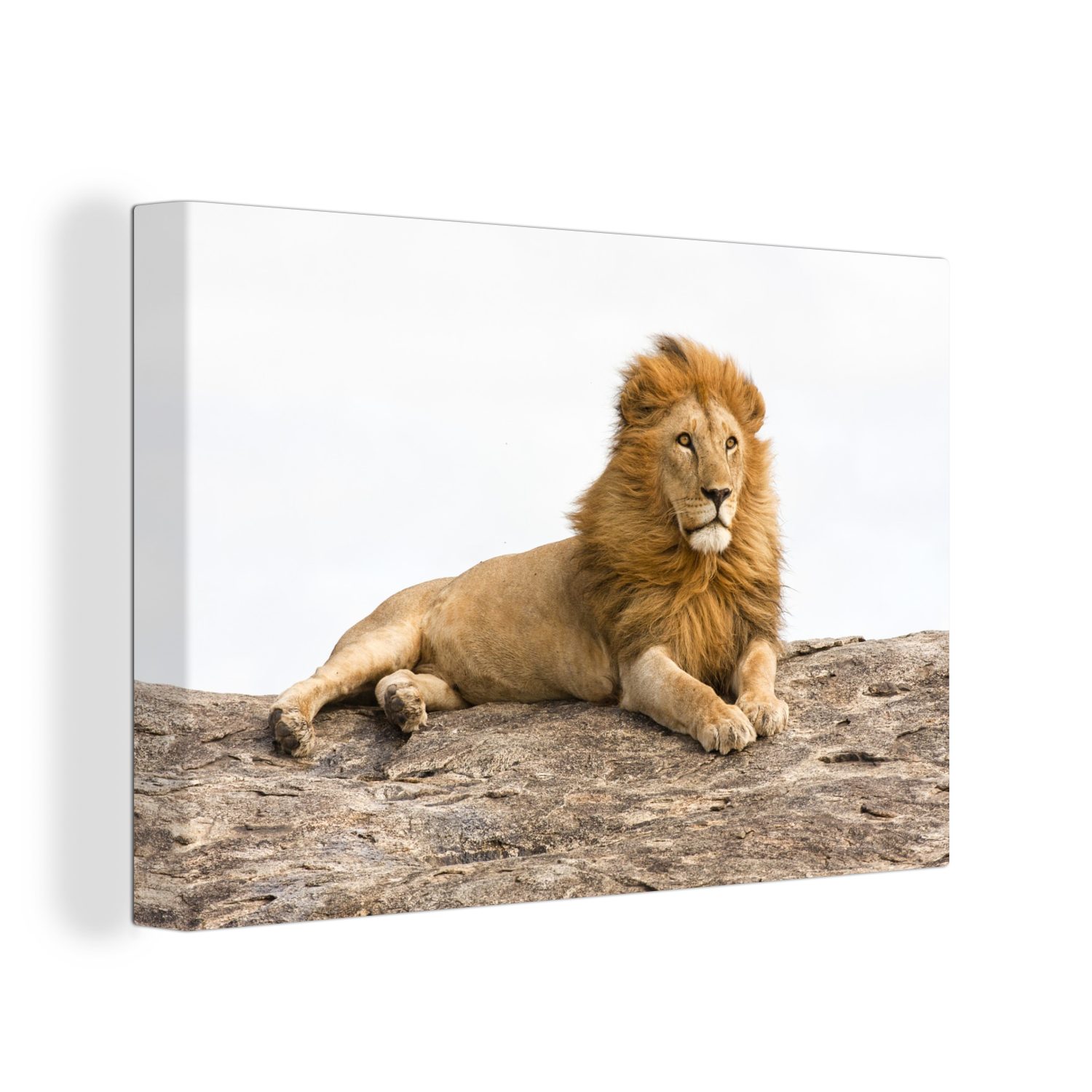 OneMillionCanvasses® Leinwandbild Löwe - Felsen - Wild, (1 St), Wandbild Leinwandbilder, Aufhängefertig, Wanddeko, 30x20 cm