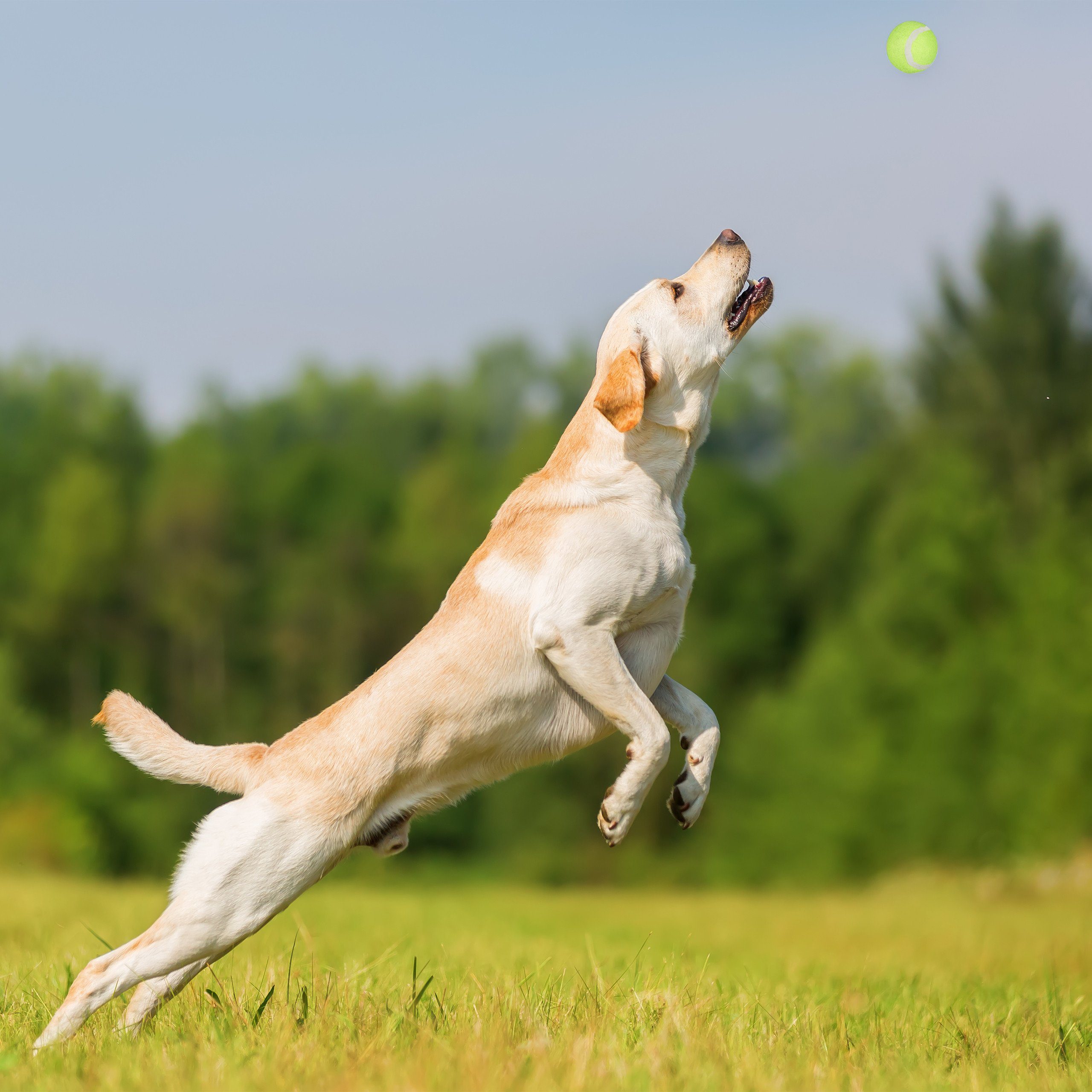 relaxdays Ballschleuder Ballschleuder für 2er Hunde Set