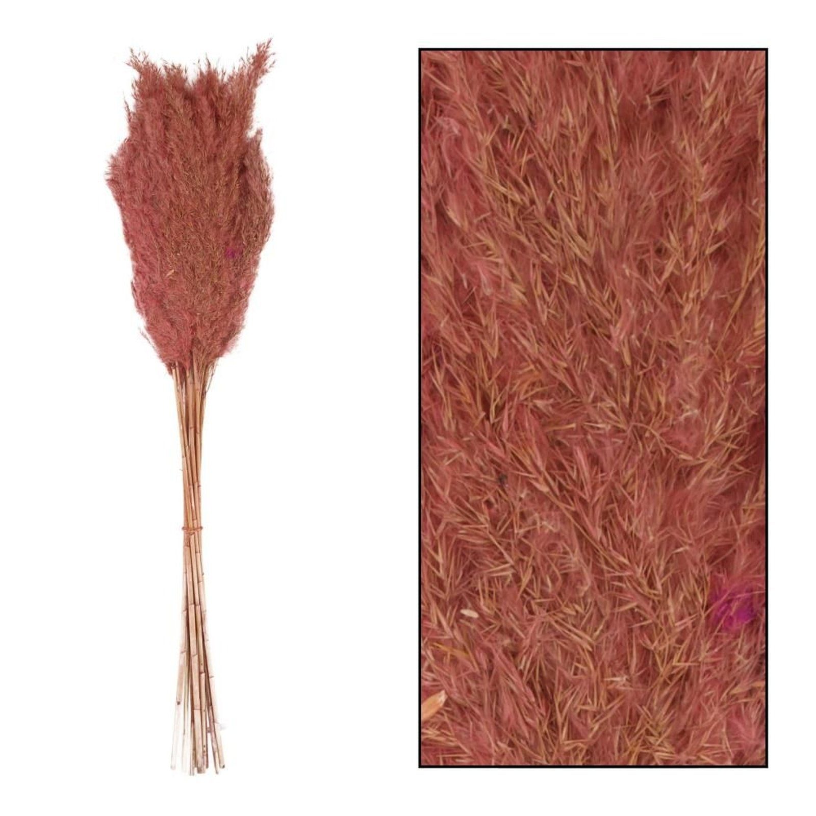 10 DIJK reed plume - Trockenblume donax - Wild Stück, - Pfahlrohr rosa Arundo - cm 75