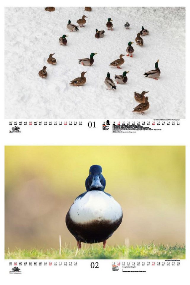 Thumbnail - Seelenzauber Wandkalender Entenzauber DIN A3 Kalender für 2025 Enten