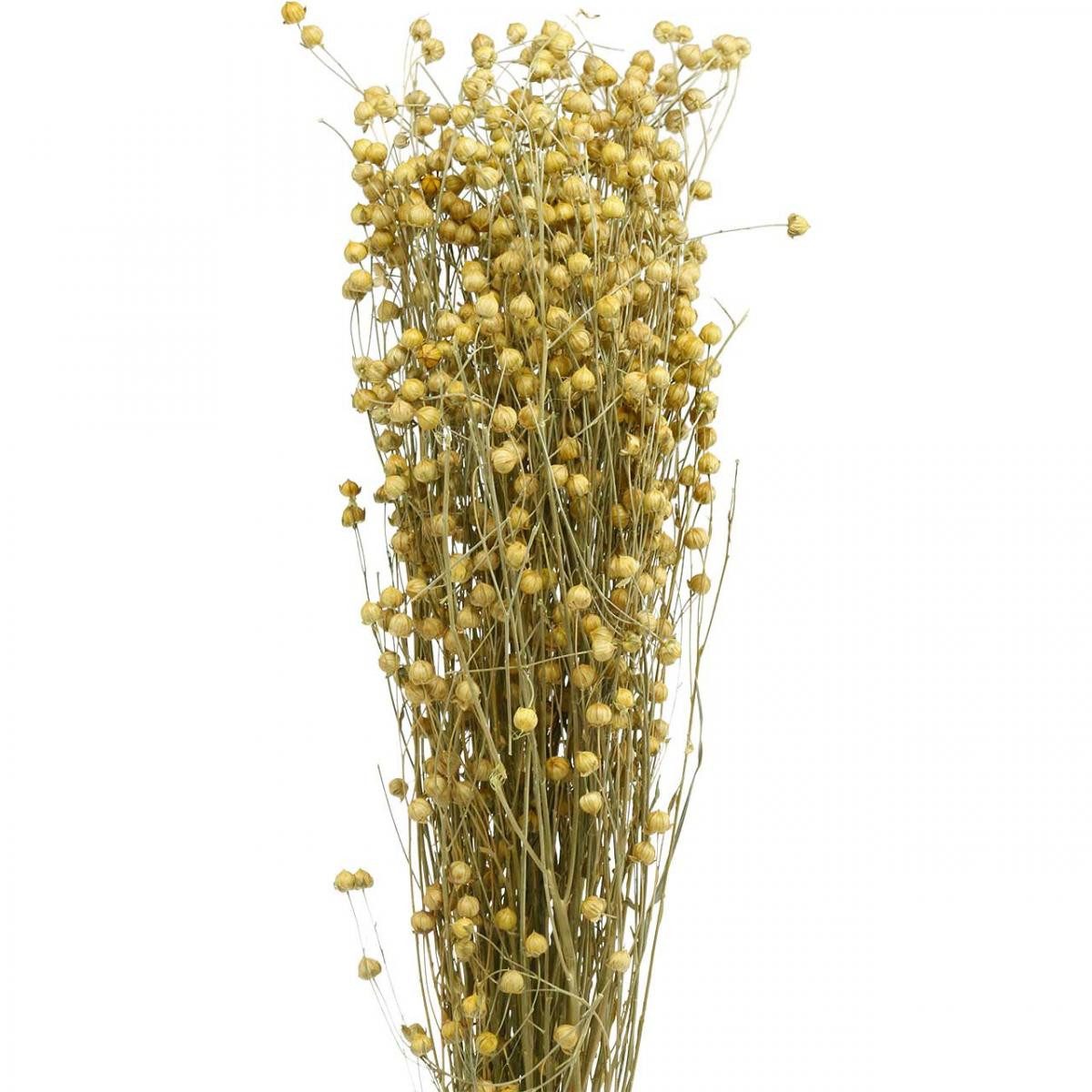 Trockenblume Trockenfloristik Flachs Natur L40–55cm 85g, Viana, Höhe 55 cm