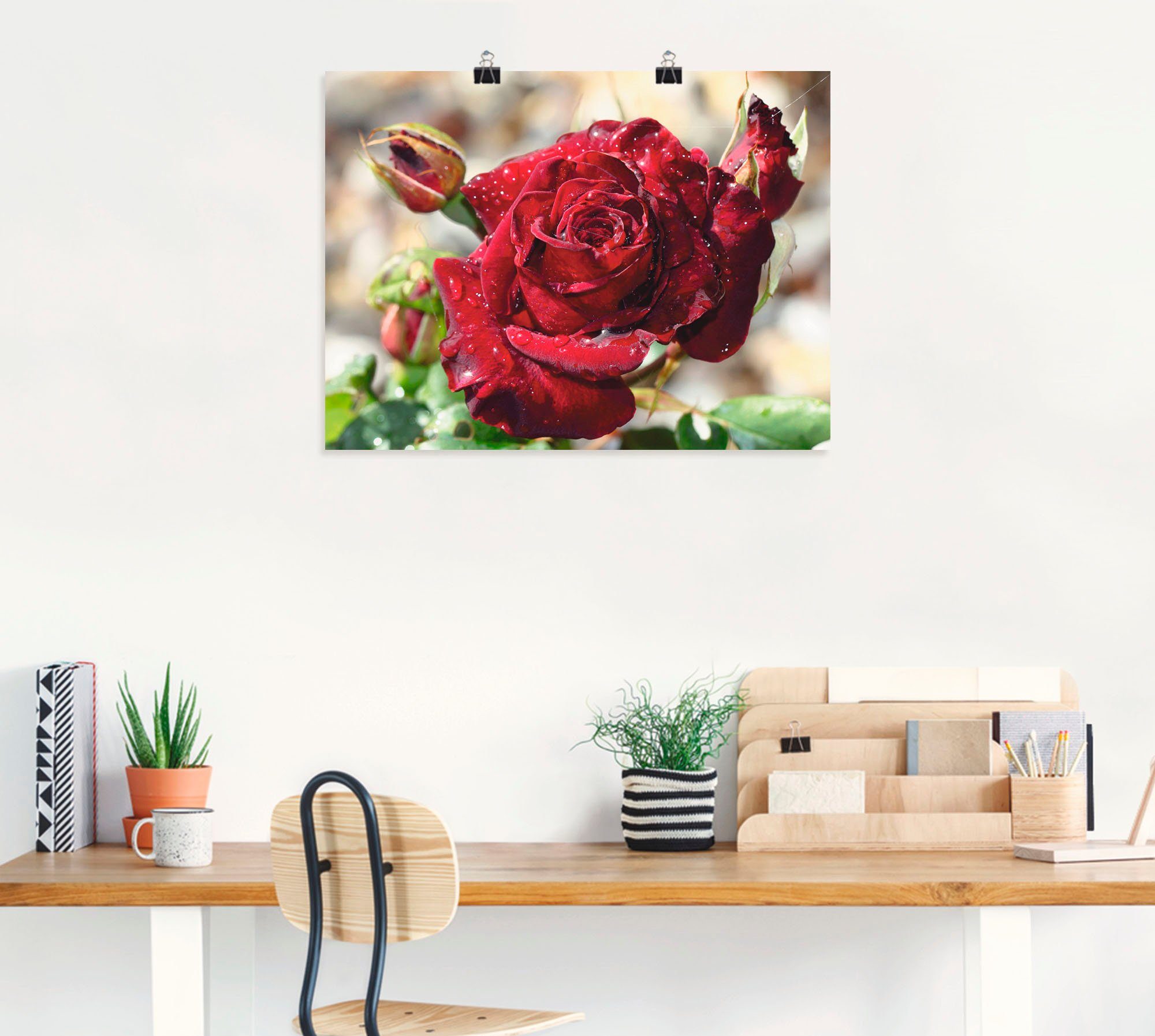 Artland Wandbild Tröpfchenrose, Blumen (1 St), als Leinwandbild, Poster in verschied. Größen