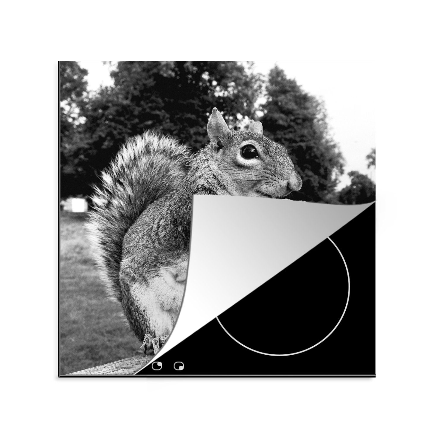 MuchoWow Herdblende-/Abdeckplatte Eichhörnchen auf Holzbank in schwarz und weiß, Vinyl, (1 tlg), 78x78 cm, Ceranfeldabdeckung, Arbeitsplatte für küche