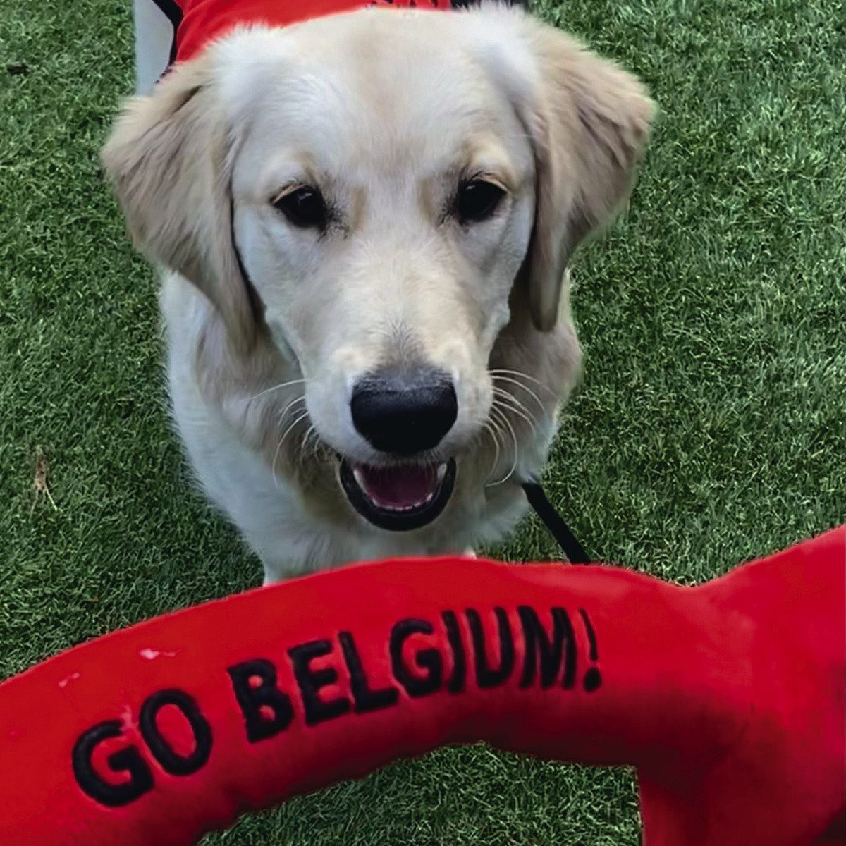 Beeztees Hundeshirt Hundeshirt Go Belgien