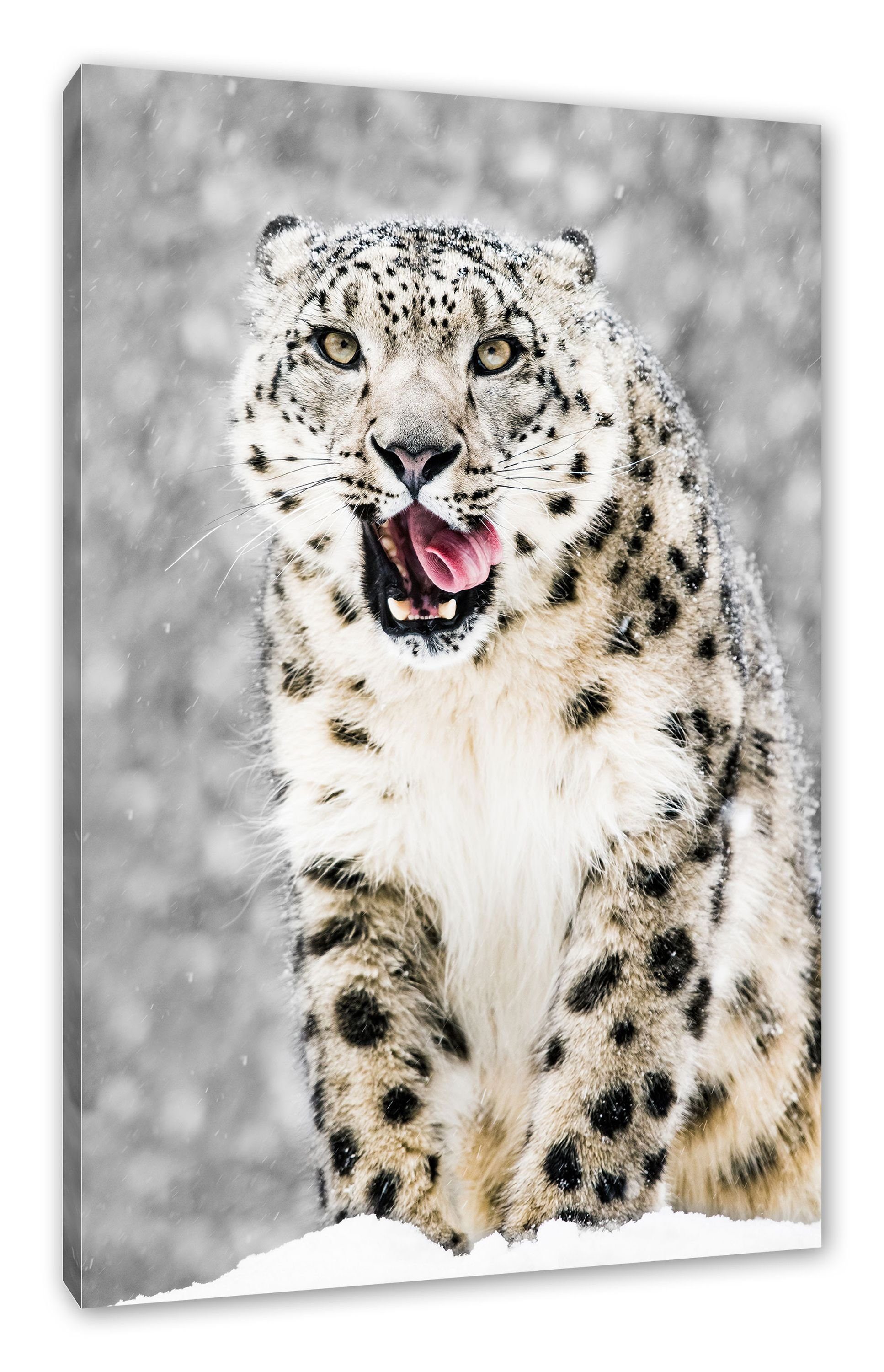 Pixxprint Leinwandbild Leopard im Schnee, Leopard im Schnee (1 St), Leinwandbild fertig bespannt, inkl. Zackenaufhänger