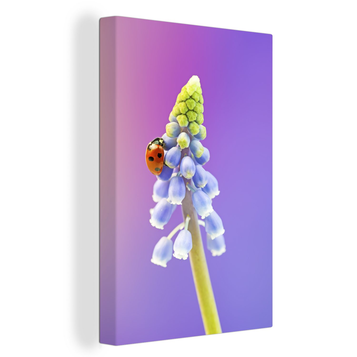 OneMillionCanvasses® Leinwandbild Marienkäfer auf einer Muscari-Blüte, (1 St), Leinwandbild fertig bespannt inkl. Zackenaufhänger, Gemälde, 20x30 cm