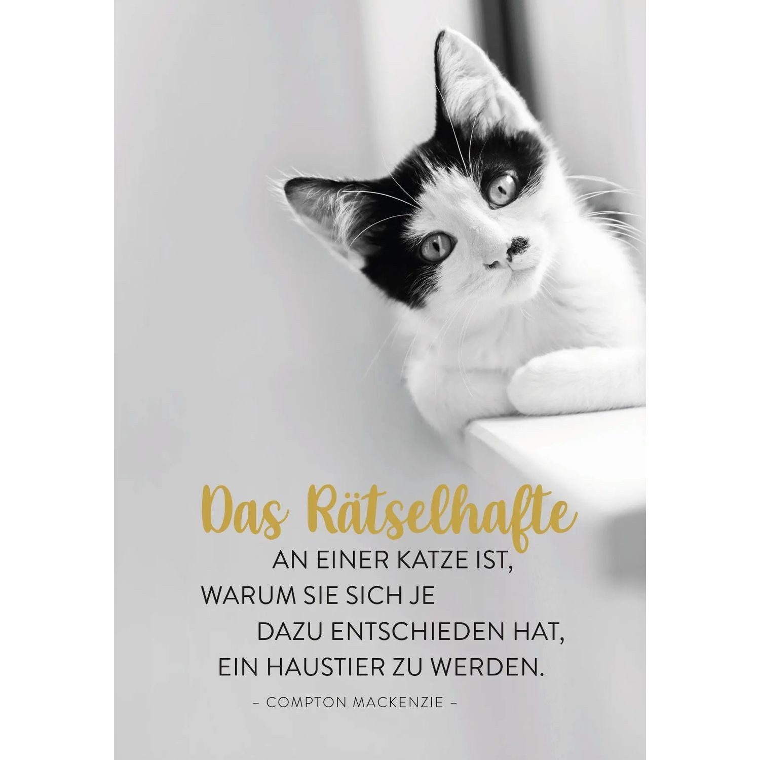 groh Verlag Taschenkalender Buchkalender 2027: Für Katzenfreunde