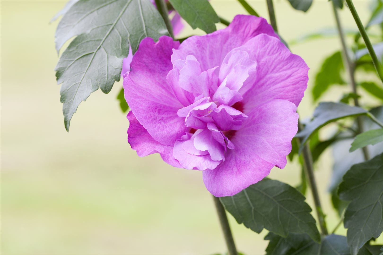 Pflanzen für Dich Gehölze Hibiscus syriacus Purple Ruffles, 1 St., Garteneibisch, Straucheibisch