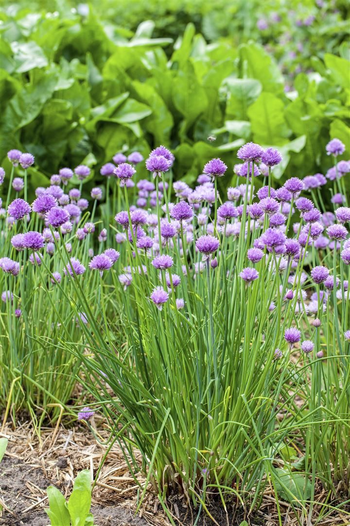 Pflanzen für Dich Staude Allium schoen., 1 St., Schnittlauch