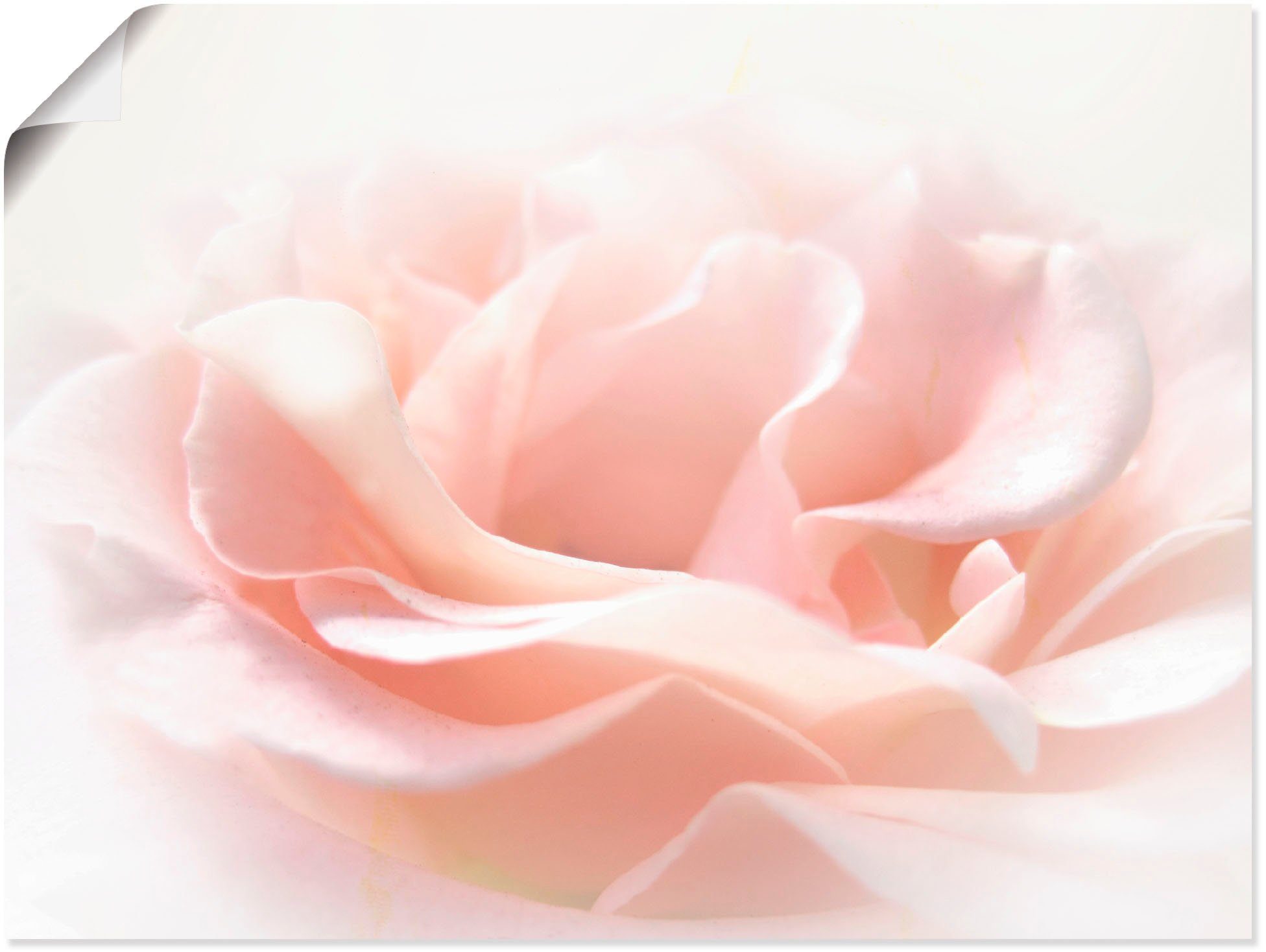 Artland Wandbild Rose I, Blumen (1 St), als Alubild, Poster in verschied. Größen