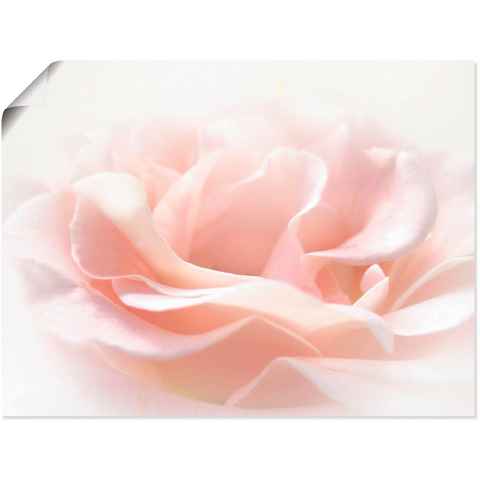 Artland Wandbild Rose I, Blumen (1 St), als Alubild, Outdoorbild, Leinwandbild, Poster, Wandaufkleber