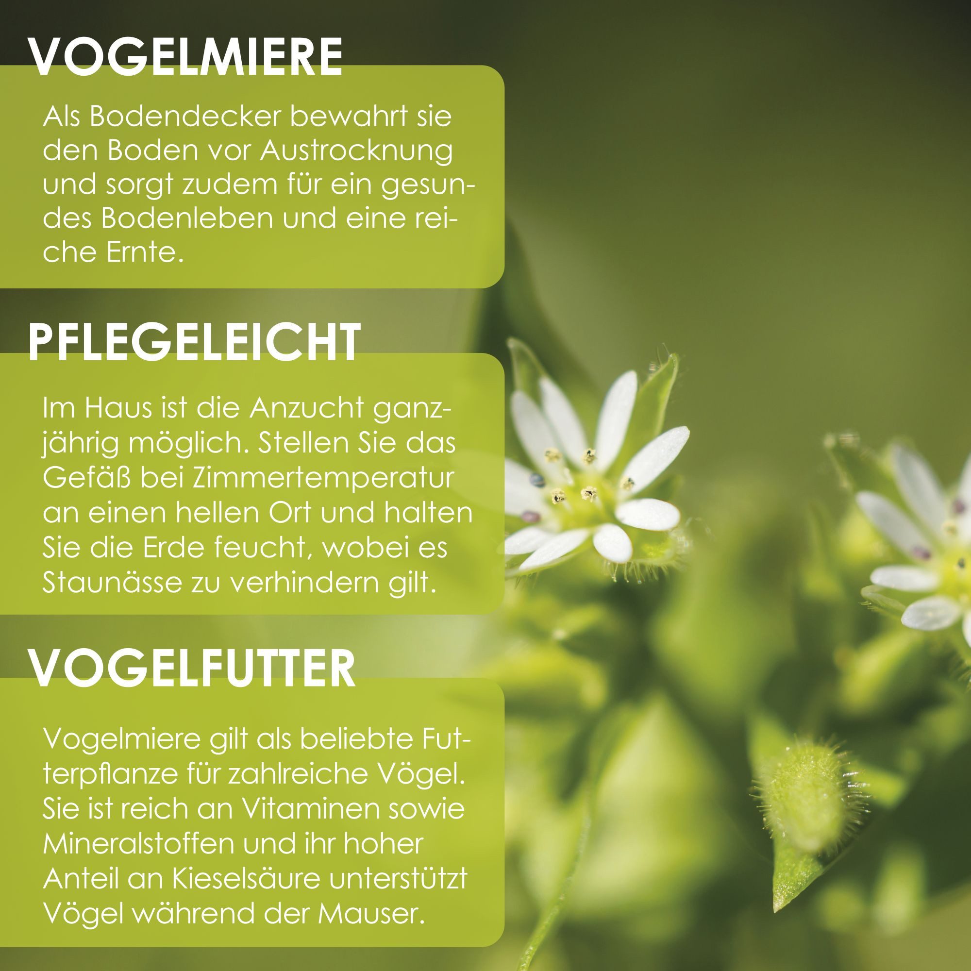 HappySeed Blumensamen Vogelmiere Samen - Stellaria media, Blumen – Bild 4 von 5