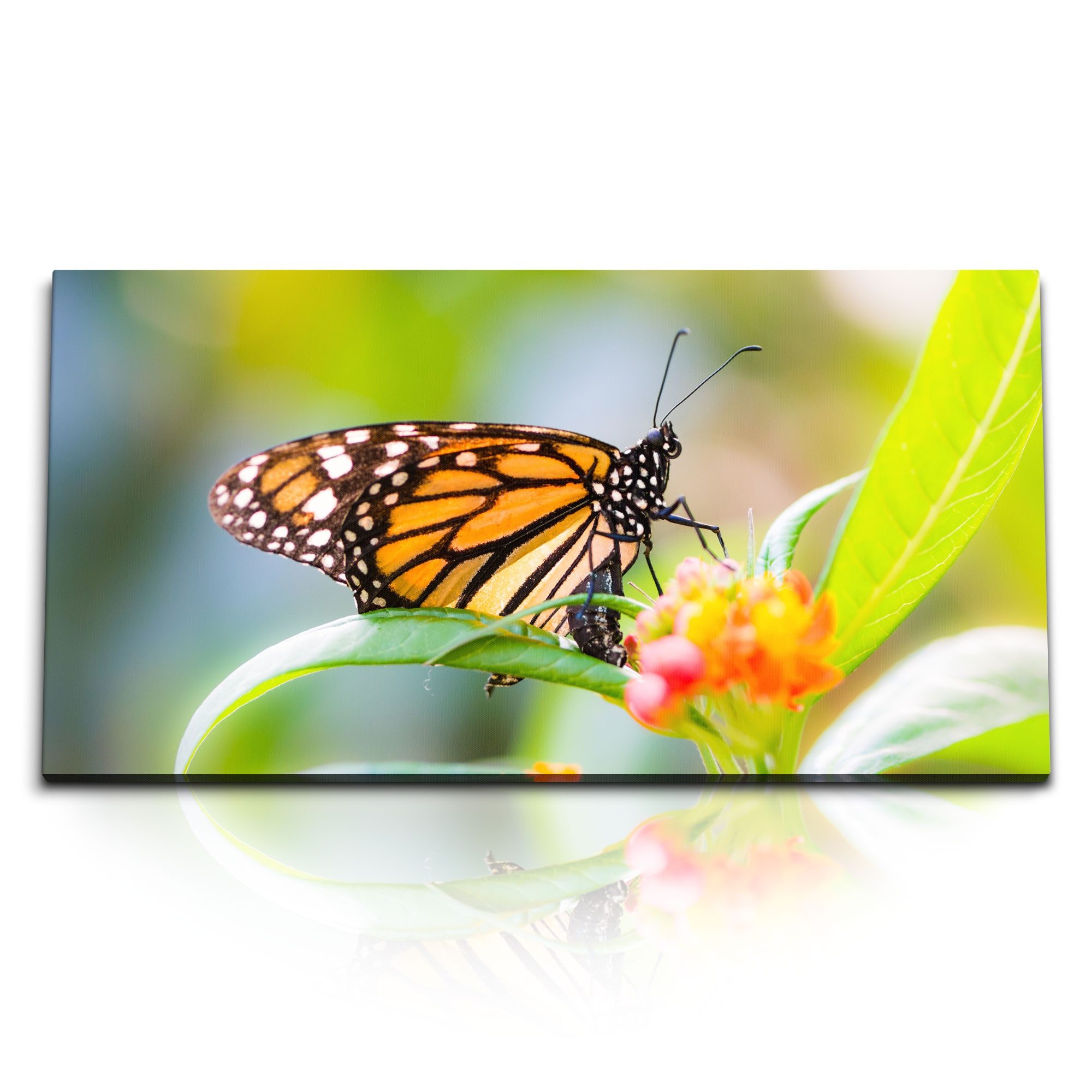 Leinwandbild Kunstdruck Bilder 120x60cm Nahaufnahme Schmetterling Sommer Blume