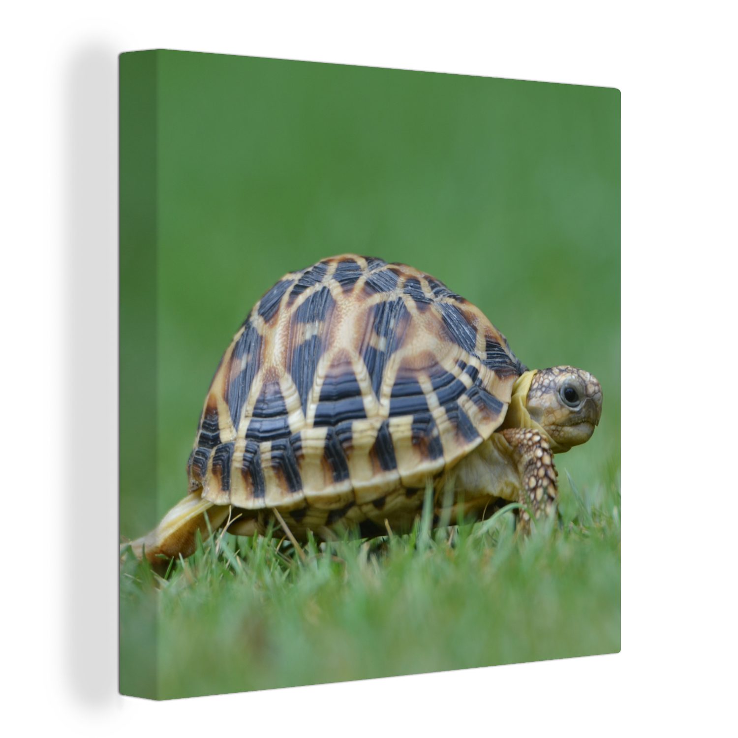 OneMillionCanvasses® Leinwandbild Schildkröte im Gras, (1 St), Leinwand Bilder für Wohnzimmer Schlafzimmer
